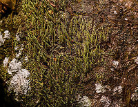 Lengthy green lichen, La Isla Escondida, Colombia Growing on hardwood, a fallen tree. Including a deep crop as it shows interesting anatomy details: like tiny leafs growing on a stem.<br />
https://www.jungledragon.com/image/72464/lengthy_green_lichen_-_side_view_la_isla_escondida_colombia.html<br />
https://www.jungledragon.com/image/72463/lengthy_green_lichen_-_closeup_la_isla_escondida_colombia.html Colombia,Colombia 2018,Colombia South,La Isla Escondida,Putumayo,South America,World