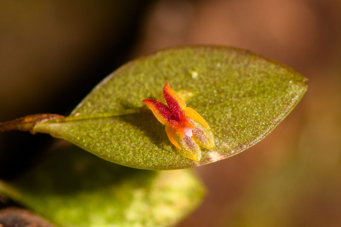 Lepanthes sp. 3 - closeup, La Isla Escondida, Colombia Another beautiful lepanthes (miniature orchid) found by our guide. It was found on the branch of a fallen tree. <br />
<figure class="photo"><a href="https://www.jungledragon.com/image/72469/lepanthes_sp._3_-_la_isla_escondida_colombia.html" title="Lepanthes sp. 3 - La Isla Escondida, Colombia"><img src="https://s3.amazonaws.com/media.jungledragon.com/images/2/72469_thumb.jpg?AWSAccessKeyId=05GMT0V3GWVNE7GGM1R2&Expires=1759968010&Signature=wz7VOXsd0PBnxMLlGpQx8uUbbFM%3D" width="200" height="134" alt="Lepanthes sp. 3 - La Isla Escondida, Colombia Another beautiful lepanthes (miniature orchid) found by our guide. It was found on the branch of a fallen tree. <br />
https://www.jungledragon.com/image/72468/lepanthes_sp._3_-_closeup_la_isla_escondida_colombia.html Colombia,Colombia 2018,Colombia South,La Isla Escondida,Putumayo,South America,World" /></a></figure> Colombia,Colombia 2018,Colombia South,La Isla Escondida,Putumayo,South America,World
