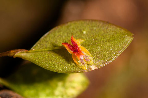 Lepanthes sp. 3 - closeup, La Isla Escondida, Colombia Another beautiful lepanthes (miniature orchid) found by our guide. It was found on the branch of a fallen tree. 
https://www.jungledragon.com/image/72469/lepanthes_sp._3_-_la_isla_escondida_colombia.html Colombia,Colombia 2018,Colombia South,La Isla Escondida,Putumayo,South America,World