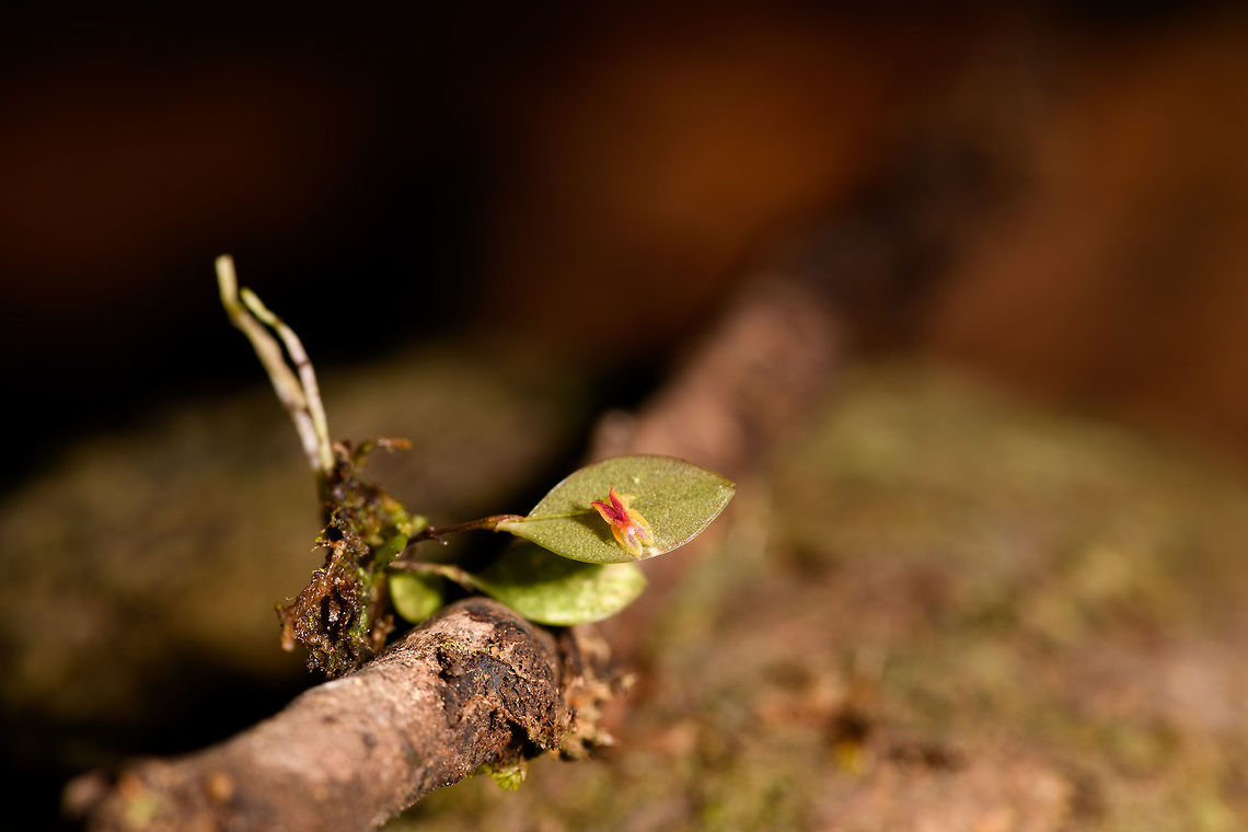 Lepanthes sp. 3 - La Isla Escondida, Colombia Another beautiful lepanthes (miniature orchid) found by our guide. It was found on the branch of a fallen tree. <br />
<figure class="photo"><a href="https://www.jungledragon.com/image/72468/lepanthes_sp._3_-_closeup_la_isla_escondida_colombia.html" title="Lepanthes sp. 3 - closeup, La Isla Escondida, Colombia"><img src="https://s3.amazonaws.com/media.jungledragon.com/images/2/72468_thumb.jpg?AWSAccessKeyId=05GMT0V3GWVNE7GGM1R2&Expires=1759968010&Signature=ddkAbFOSh7t%2BG6eU%2BD8qwWrrM38%3D" width="200" height="134" alt="Lepanthes sp. 3 - closeup, La Isla Escondida, Colombia Another beautiful lepanthes (miniature orchid) found by our guide. It was found on the branch of a fallen tree. <br />
https://www.jungledragon.com/image/72469/lepanthes_sp._3_-_la_isla_escondida_colombia.html Colombia,Colombia 2018,Colombia South,La Isla Escondida,Putumayo,South America,World" /></a></figure> Colombia,Colombia 2018,Colombia South,La Isla Escondida,Putumayo,South America,World