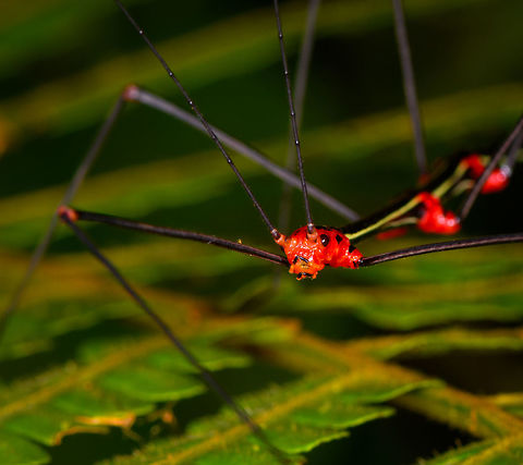Oreophoetes sp. male - front closeup, La Isla Escondida, Colombia Our second encounter with this vibrant phasmid species that doesn't try very hard to camouflage itself. Likely the male of the genus Oreophoetes.
https://www.jungledragon.com/image/72475/oreophoetes_sp._male_la_isla_escondida_colombia.html
https://www.jungledragon.com/image/72476/oreophoetes_sp._male_-_front_la_isla_escondida_colombia.html
Here's the earlier observation:

https://www.jungledragon.com/image/71233/oreophoetes_sp._la_isla_escondida_colombia.html Colombia,Colombia 2018,Colombia South,La Isla Escondida,Oreophoetes topoense,Putumayo,South America,World
