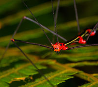 Oreophoetes sp. male - front closeup, La Isla Escondida, Colombia Our second encounter with this vibrant phasmid species that doesn't try very hard to camouflage itself. Likely the male of the genus Oreophoetes.<br />
https://www.jungledragon.com/image/72475/oreophoetes_sp._male_la_isla_escondida_colombia.html<br />
https://www.jungledragon.com/image/72476/oreophoetes_sp._male_-_front_la_isla_escondida_colombia.html<br />
Here's the earlier observation:<br />
<br />
https://www.jungledragon.com/image/71233/oreophoetes_sp._la_isla_escondida_colombia.html Colombia,Colombia 2018,Colombia South,La Isla Escondida,Oreophoetes topoense,Putumayo,South America,World