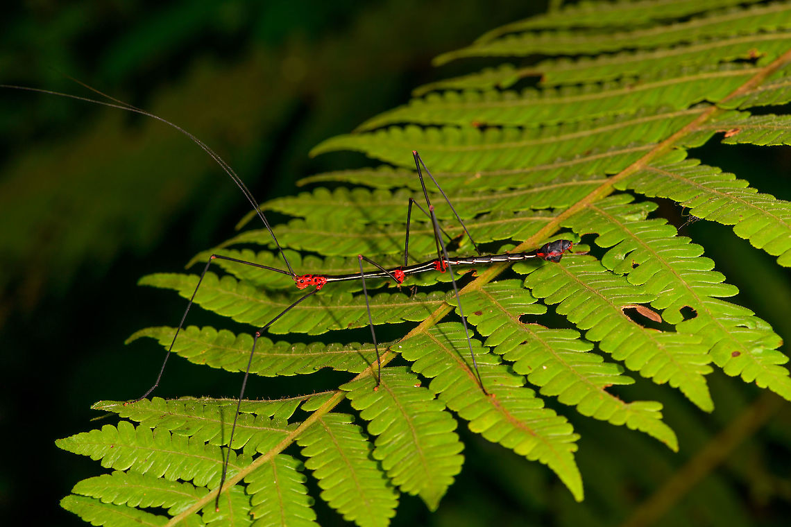 Oreophoetes sp. male, La Isla Escondida, Colombia Our second encounter with this vibrant phasmid species that doesn't try very hard to camouflage itself. Likely the male of the genus Oreophoetes.<br />
<figure class="photo"><a href="https://www.jungledragon.com/image/72476/oreophoetes_sp._male_-_front_la_isla_escondida_colombia.html" title="Oreophoetes sp. male - front, La Isla Escondida, Colombia"><img src="https://s3.amazonaws.com/media.jungledragon.com/images/2/72476_thumb.jpg?AWSAccessKeyId=05GMT0V3GWVNE7GGM1R2&Expires=1769040010&Signature=sJrWTOBT5r0kTPyic%2FP6yIdXN0c%3D" width="200" height="134" alt="Oreophoetes sp. male - front, La Isla Escondida, Colombia Our second encounter with this vibrant phasmid species that doesn't try very hard to camouflage itself. Likely the male of the genus Oreophoetes.<br />
https://www.jungledragon.com/image/72475/oreophoetes_sp._male_la_isla_escondida_colombia.html<br />
https://www.jungledragon.com/image/72474/oreophoetes_sp._male_-_front_closeup_la_isla_escondida_colombia.html<br />
Here's the earlier observation:<br />
<br />
https://www.jungledragon.com/image/71233/oreophoetes_sp._la_isla_escondida_colombia.html Colombia,Colombia 2018,Colombia South,La Isla Escondida,Oreophoetes topoense,Putumayo,South America,World" /></a></figure><br />
<figure class="photo"><a href="https://www.jungledragon.com/image/72474/oreophoetes_sp._male_-_front_closeup_la_isla_escondida_colombia.html" title="Oreophoetes sp. male - front closeup, La Isla Escondida, Colombia"><img src="https://s3.amazonaws.com/media.jungledragon.com/images/2/72474_thumb.jpg?AWSAccessKeyId=05GMT0V3GWVNE7GGM1R2&Expires=1769040010&Signature=wblkA9Lvb2hbdUQmRUhC%2FH77%2BGA%3D" width="200" height="178" alt="Oreophoetes sp. male - front closeup, La Isla Escondida, Colombia Our second encounter with this vibrant phasmid species that doesn't try very hard to camouflage itself. Likely the male of the genus Oreophoetes.<br />
https://www.jungledragon.com/image/72475/oreophoetes_sp._male_la_isla_escondida_colombia.html<br />
https://www.jungledragon.com/image/72476/oreophoetes_sp._male_-_front_la_isla_escondida_colombia.html<br />
Here's the earlier observation:<br />
<br />
https://www.jungledragon.com/image/71233/oreophoetes_sp._la_isla_escondida_colombia.html Colombia,Colombia 2018,Colombia South,La Isla Escondida,Oreophoetes topoense,Putumayo,South America,World" /></a></figure><br />
Here's the earlier observation:<br />
<br />
<figure class="photo"><a href="https://www.jungledragon.com/image/71233/oreophoetes_sp._la_isla_escondida_colombia.html" title="Oreophoetes sp., La Isla Escondida, Colombia"><img src="https://s3.amazonaws.com/media.jungledragon.com/images/2/71233_thumb.jpg?AWSAccessKeyId=05GMT0V3GWVNE7GGM1R2&Expires=1769040010&Signature=0XQPaANtu9LXt0xUB7%2BxSlzCqCc%3D" width="200" height="162" alt="Oreophoetes sp., La Isla Escondida, Colombia A poorly composed shot, but I should have some better ones in a later observation of the same species.<br />
<br />
If it is correct, this would be the adult male, and as you can see it's not very well camouflaged. This could be an interesting report as it has been described in 2009 in Ecuador and this is the first report I can find from Colombia. Not a shocking report though, as we're only miles away from the Ecuador border.<br />
<br />
This paper describes this species as the only one with this spectacular coloration in the genus:<br />
http://www.bioone.org/doi/abs/10.1665/034.018.0202 Colombia,Colombia 2018,Colombia South,La Isla Escondida,Oreophoetes topoense,Putumayo,South America,World" /></a></figure> Colombia,Colombia 2018,Colombia South,La Isla Escondida,Oreophoetes topoense,Putumayo,South America,World