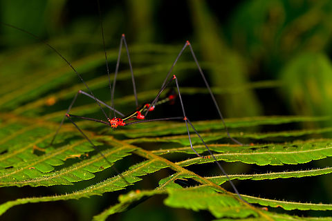 Oreophoetes sp. male - front, La Isla Escondida, Colombia Our second encounter with this vibrant phasmid species that doesn't try very hard to camouflage itself. Likely the male of the genus Oreophoetes.
https://www.jungledragon.com/image/72475/oreophoetes_sp._male_la_isla_escondida_colombia.html
https://www.jungledragon.com/image/72474/oreophoetes_sp._male_-_front_closeup_la_isla_escondida_colombia.html
Here's the earlier observation:

https://www.jungledragon.com/image/71233/oreophoetes_sp._la_isla_escondida_colombia.html Colombia,Colombia 2018,Colombia South,La Isla Escondida,Oreophoetes topoense,Putumayo,South America,World