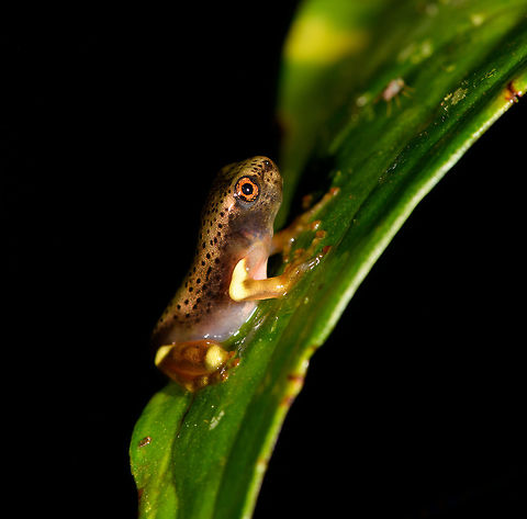 Juvenile Map Tree Frog - side view, La Isla Escondida, Colombia Check out this semi-developed young Map tree frog. 
https://www.jungledragon.com/image/72480/juvenile_map_tree_frog_la_isla_escondida_colombia.html
https://www.jungledragon.com/image/72479/juvenile_map_tree_frog_-_closeup_la_isla_escondida_colombia.html
 Boana geographica,Boana geographicus,Colombia,Colombia 2018,Colombia South,La Isla Escondida,Map tree frog,Putumayo,South America,World