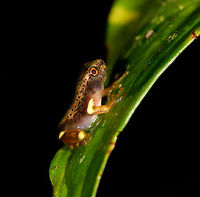 Juvenile Map Tree Frog - side view, La Isla Escondida, Colombia Check out this semi-developed young Map tree frog. <br />
https://www.jungledragon.com/image/72480/juvenile_map_tree_frog_la_isla_escondida_colombia.html<br />
https://www.jungledragon.com/image/72479/juvenile_map_tree_frog_-_closeup_la_isla_escondida_colombia.html<br />
 Boana geographica,Boana geographicus,Colombia,Colombia 2018,Colombia South,La Isla Escondida,Map tree frog,Putumayo,South America,World