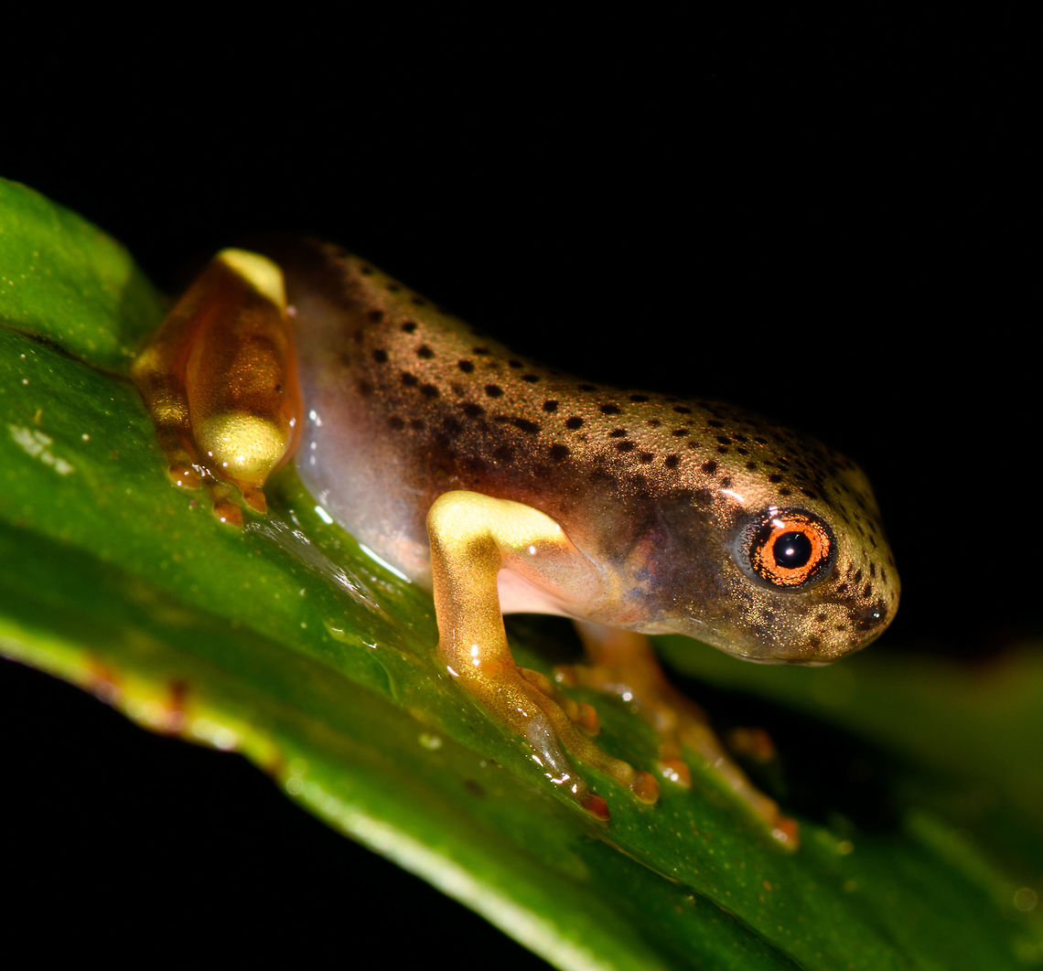 Juvenile Map Tree Frog - closeup, La Isla Escondida, Colombia Check out this semi-developed young Map tree frog. <br />
<figure class="photo"><a href="https://www.jungledragon.com/image/72480/juvenile_map_tree_frog_la_isla_escondida_colombia.html" title="Juvenile Map Tree Frog, La Isla Escondida, Colombia"><img src="https://s3.amazonaws.com/media.jungledragon.com/images/2/72480_thumb.jpg?AWSAccessKeyId=05GMT0V3GWVNE7GGM1R2&Expires=1759968010&Signature=g8Bcnw9vOvHAvsciz8lu97vzIxY%3D" width="200" height="134" alt="Juvenile Map Tree Frog, La Isla Escondida, Colombia Check out this semi-developed young Map tree frog. <br />
https://www.jungledragon.com/image/72478/juvenile_map_tree_frog_-_side_view_la_isla_escondida_colombia.html<br />
https://www.jungledragon.com/image/72479/juvenile_map_tree_frog_-_closeup_la_isla_escondida_colombia.html<br />
 Boana geographica,Boana geographicus,Colombia,Colombia 2018,Colombia South,La Isla Escondida,Map tree frog,Putumayo,South America,World" /></a></figure><br />
<figure class="photo"><a href="https://www.jungledragon.com/image/72478/juvenile_map_tree_frog_-_side_view_la_isla_escondida_colombia.html" title="Juvenile Map Tree Frog - side view, La Isla Escondida, Colombia"><img src="https://s3.amazonaws.com/media.jungledragon.com/images/2/72478_thumb.jpg?AWSAccessKeyId=05GMT0V3GWVNE7GGM1R2&Expires=1759968010&Signature=tDCQwbTHmqagoeFqZCxPFJE1TJM%3D" width="200" height="198" alt="Juvenile Map Tree Frog - side view, La Isla Escondida, Colombia Check out this semi-developed young Map tree frog. <br />
https://www.jungledragon.com/image/72480/juvenile_map_tree_frog_la_isla_escondida_colombia.html<br />
https://www.jungledragon.com/image/72479/juvenile_map_tree_frog_-_closeup_la_isla_escondida_colombia.html<br />
 Boana geographica,Boana geographicus,Colombia,Colombia 2018,Colombia South,La Isla Escondida,Map tree frog,Putumayo,South America,World" /></a></figure> Boana geographica,Boana geographicus,Colombia,Colombia 2018,Colombia South,La Isla Escondida,Map tree frog,Putumayo,South America,World