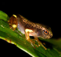 Juvenile Map Tree Frog - closeup, La Isla Escondida, Colombia Check out this semi-developed young Map tree frog. <br />
https://www.jungledragon.com/image/72480/juvenile_map_tree_frog_la_isla_escondida_colombia.html<br />
https://www.jungledragon.com/image/72478/juvenile_map_tree_frog_-_side_view_la_isla_escondida_colombia.html Boana geographica,Boana geographicus,Colombia,Colombia 2018,Colombia South,La Isla Escondida,Map tree frog,Putumayo,South America,World