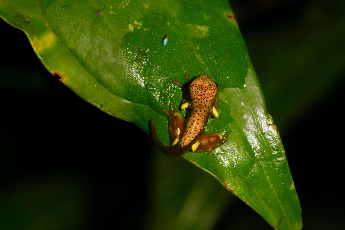 Juvenile Map Tree Frog, La Isla Escondida, Colombia Check out this semi-developed young Map tree frog. <br />
<figure class="photo"><a href="https://www.jungledragon.com/image/72478/juvenile_map_tree_frog_-_side_view_la_isla_escondida_colombia.html" title="Juvenile Map Tree Frog - side view, La Isla Escondida, Colombia"><img src="https://s3.amazonaws.com/media.jungledragon.com/images/2/72478_thumb.jpg?AWSAccessKeyId=05GMT0V3GWVNE7GGM1R2&Expires=1767225610&Signature=xHozVPOp4%2BrojrOEtoM8S9qHQ8Q%3D" width="200" height="198" alt="Juvenile Map Tree Frog - side view, La Isla Escondida, Colombia Check out this semi-developed young Map tree frog. <br />
https://www.jungledragon.com/image/72480/juvenile_map_tree_frog_la_isla_escondida_colombia.html<br />
https://www.jungledragon.com/image/72479/juvenile_map_tree_frog_-_closeup_la_isla_escondida_colombia.html<br />
 Boana geographica,Boana geographicus,Colombia,Colombia 2018,Colombia South,La Isla Escondida,Map tree frog,Putumayo,South America,World" /></a></figure><br />
<figure class="photo"><a href="https://www.jungledragon.com/image/72479/juvenile_map_tree_frog_-_closeup_la_isla_escondida_colombia.html" title="Juvenile Map Tree Frog - closeup, La Isla Escondida, Colombia"><img src="https://s3.amazonaws.com/media.jungledragon.com/images/2/72479_thumb.jpg?AWSAccessKeyId=05GMT0V3GWVNE7GGM1R2&Expires=1767225610&Signature=rKORt0sNTCl1pFu%2F9Y57prh47H8%3D" width="200" height="188" alt="Juvenile Map Tree Frog - closeup, La Isla Escondida, Colombia Check out this semi-developed young Map tree frog. <br />
https://www.jungledragon.com/image/72480/juvenile_map_tree_frog_la_isla_escondida_colombia.html<br />
https://www.jungledragon.com/image/72478/juvenile_map_tree_frog_-_side_view_la_isla_escondida_colombia.html Boana geographica,Boana geographicus,Colombia,Colombia 2018,Colombia South,La Isla Escondida,Map tree frog,Putumayo,South America,World" /></a></figure><br />
 Boana geographica,Boana geographicus,Colombia,Colombia 2018,Colombia South,La Isla Escondida,Map tree frog,Putumayo,South America,World