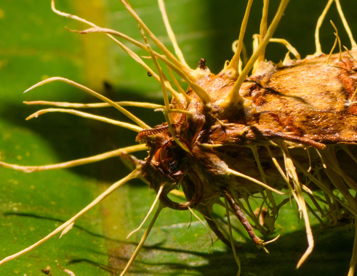 Cordyceps tuberculata - closeup, La Isla Escondida, Colombia A cordyceps fungi growing out of a moth. I&#039;ll post it in the Cordyceps FB group to see if I can get an ID.<br />
<figure class="photo"><a href="https://www.jungledragon.com/image/72482/cordyceps_tuberculata_on_moth_la_isla_escondida_colombia.html" title="Cordyceps tuberculata on moth, La Isla Escondida, Colombia"><img src="https://s3.amazonaws.com/media.jungledragon.com/images/2/72482_thumb.jpg?AWSAccessKeyId=05GMT0V3GWVNE7GGM1R2&Expires=1759968010&Signature=pbEMIeBlVcDst8Qmkl7ikIEGX7c%3D" width="200" height="156" alt="Cordyceps tuberculata on moth, La Isla Escondida, Colombia A cordyceps fungi growing out of a moth. I&#039;ll post it in the Cordyceps FB group to see if I can get an ID.<br />
https://www.jungledragon.com/image/72481/cordyceps_on_moth_-_closeup_la_isla_escondida_colombia.html  Colombia,Colombia 2018,Colombia South,Cordyceps tuberculata,Dwarf Caterpillar Club,Fall,Geotagged,La Isla Escondida,Putumayo,South America,World" /></a></figure>  Colombia,Colombia 2018,Colombia South,Cordyceps tuberculata,Dwarf Caterpillar Club,Fall,Geotagged,La Isla Escondida,Putumayo,South America,World