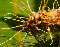 Cordyceps tuberculata - closeup, La Isla Escondida, Colombia A cordyceps fungi growing out of a moth. I'll post it in the Cordyceps FB group to see if I can get an ID.<br />
https://www.jungledragon.com/image/72482/cordyceps_on_moth_la_isla_escondida_colombia.html  Colombia,Colombia 2018,Colombia South,Cordyceps tuberculata,Dwarf Caterpillar Club,Fall,Geotagged,La Isla Escondida,Putumayo,South America,World