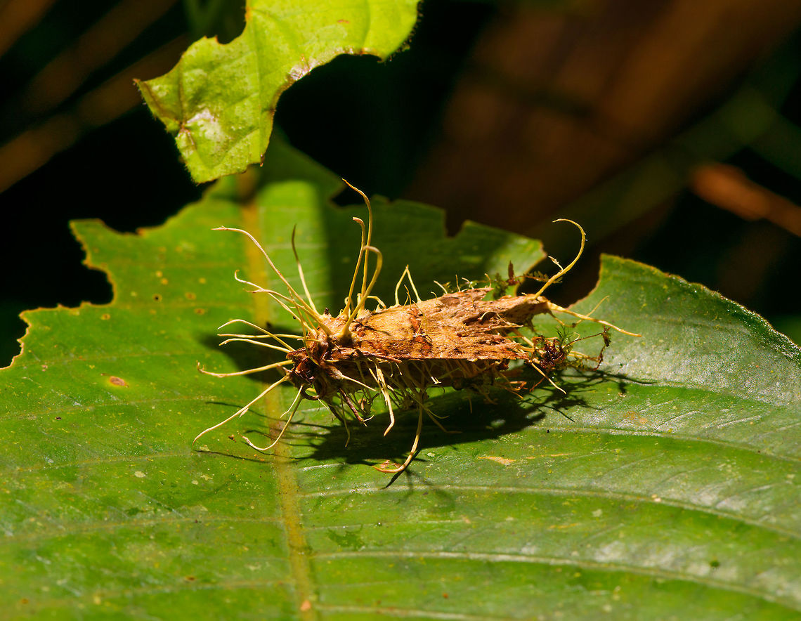 Cordyceps tuberculata on moth, La Isla Escondida, Colombia A cordyceps fungi growing out of a moth. I&#039;ll post it in the Cordyceps FB group to see if I can get an ID.<br />
<figure class="photo"><a href="https://www.jungledragon.com/image/72481/cordyceps_tuberculata_-_closeup_la_isla_escondida_colombia.html" title="Cordyceps tuberculata - closeup, La Isla Escondida, Colombia"><img src="https://s3.amazonaws.com/media.jungledragon.com/images/2/72481_thumb.jpg?AWSAccessKeyId=05GMT0V3GWVNE7GGM1R2&Expires=1767225610&Signature=1NwhbvQjegcJ4V4OVbjbgPvGKlo%3D" width="200" height="156" alt="Cordyceps tuberculata - closeup, La Isla Escondida, Colombia A cordyceps fungi growing out of a moth. I&#039;ll post it in the Cordyceps FB group to see if I can get an ID.<br />
https://www.jungledragon.com/image/72482/cordyceps_on_moth_la_isla_escondida_colombia.html  Colombia,Colombia 2018,Colombia South,Cordyceps tuberculata,Dwarf Caterpillar Club,Fall,Geotagged,La Isla Escondida,Putumayo,South America,World" /></a></figure>  Colombia,Colombia 2018,Colombia South,Cordyceps tuberculata,Dwarf Caterpillar Club,Fall,Geotagged,La Isla Escondida,Putumayo,South America,World