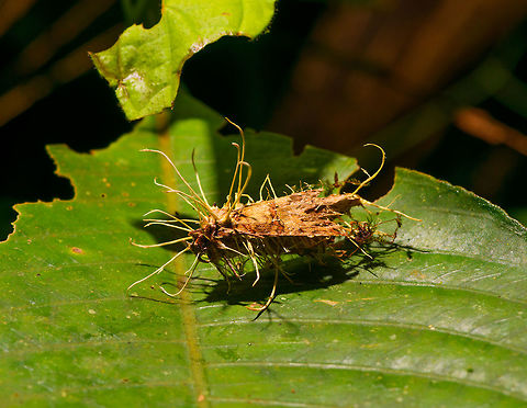 Cordyceps tuberculata on moth, La Isla Escondida, Colombia A cordyceps fungi growing out of a moth. I'll post it in the Cordyceps FB group to see if I can get an ID.
https://www.jungledragon.com/image/72481/cordyceps_on_moth_-_closeup_la_isla_escondida_colombia.html  Colombia,Colombia 2018,Colombia South,Cordyceps tuberculata,Dwarf Caterpillar Club,Fall,Geotagged,La Isla Escondida,Putumayo,South America,World
