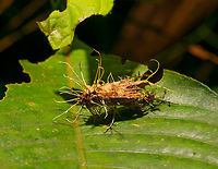 Cordyceps tuberculata on moth, La Isla Escondida, Colombia A cordyceps fungi growing out of a moth. I'll post it in the Cordyceps FB group to see if I can get an ID.<br />
https://www.jungledragon.com/image/72481/cordyceps_on_moth_-_closeup_la_isla_escondida_colombia.html  Colombia,Colombia 2018,Colombia South,Cordyceps tuberculata,Dwarf Caterpillar Club,Fall,Geotagged,La Isla Escondida,Putumayo,South America,World