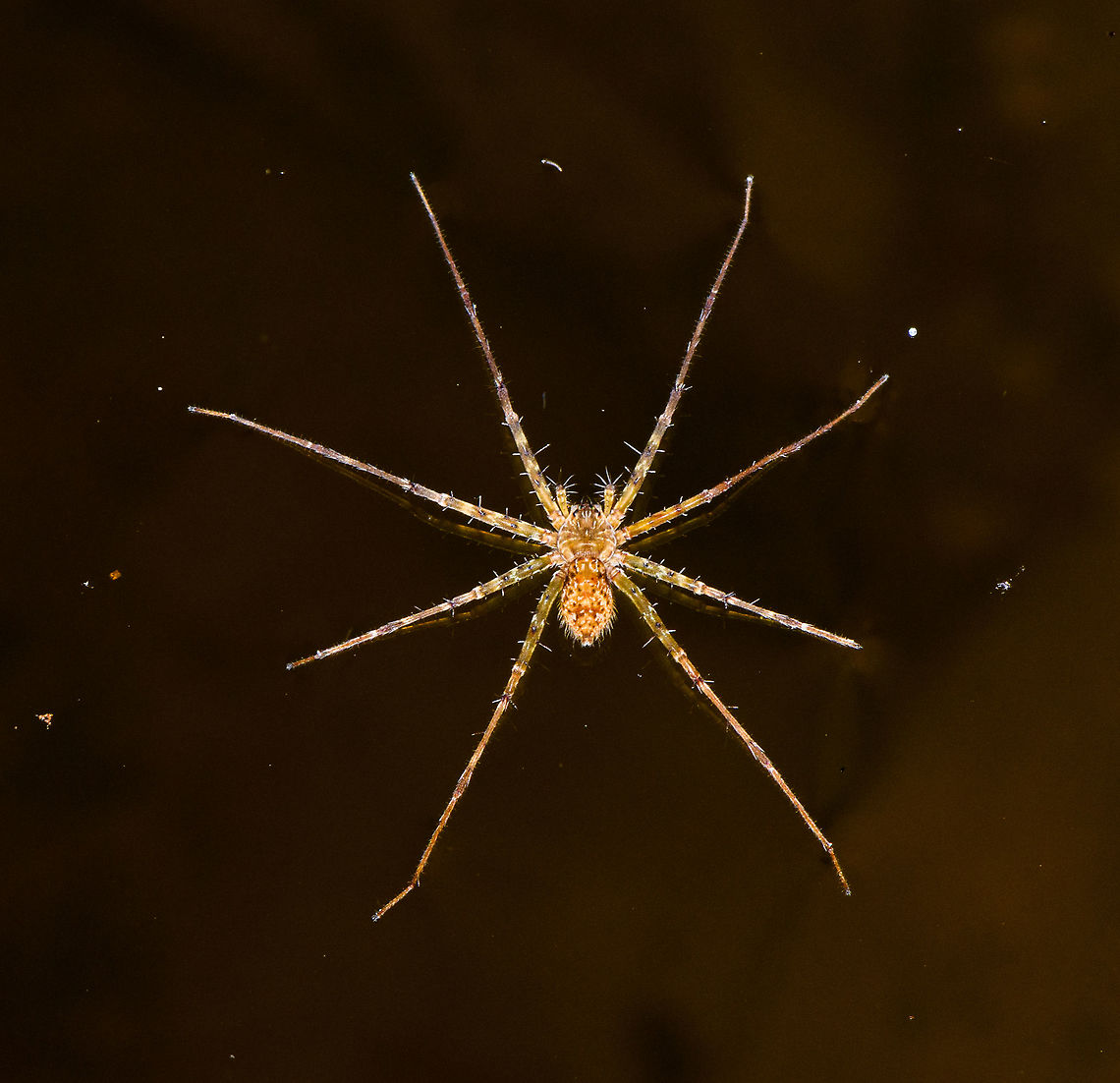 Pond spider, La Isla Escondida, Colombia We found this spider at the surface of a shallow puddle of water. Size is about 5-7cm from top leg to bottom leg. Colombia,Colombia 2018,Colombia South,La Isla Escondida,Putumayo,South America,World