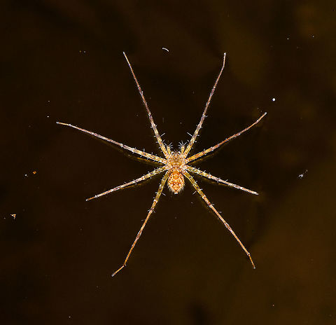 Pond spider, La Isla Escondida, Colombia We found this spider at the surface of a shallow puddle of water. Size is about 5-7cm from top leg to bottom leg. Colombia,Colombia 2018,Colombia South,La Isla Escondida,Putumayo,South America,World