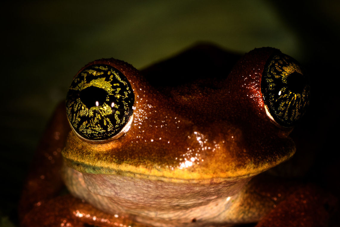 Osteocephalus sp. tree frog - closeup, La Isla Escondida, Colombia Found near the lodge in La Isla Escondida. We put it on a leaf for a few minutes to photograph it. Like many treefrogs, it was highly cooperative. <br />
<figure class="photo"><a href="https://www.jungledragon.com/image/72719/osteocephalus_sp._tree_frog_-_side_view_la_isla_escondida_colombia.html" title="Osteocephalus sp. tree frog - side view, La Isla Escondida, Colombia"><img src="https://s3.amazonaws.com/media.jungledragon.com/images/2/72719_thumb.jpg?AWSAccessKeyId=05GMT0V3GWVNE7GGM1R2&Expires=1759968010&Signature=lDx%2FEY2RXYhuD7R0k0egDngiFQk%3D" width="200" height="134" alt="Osteocephalus sp. tree frog - side view, La Isla Escondida, Colombia Found near the lodge in La Isla Escondida. We put it on a leaf for a few minutes to photograph it. Like many treefrogs, it was highly cooperative. <br />
https://www.jungledragon.com/image/72718/emerald-eyed_tree_frog_-_top_view_la_isla_escondida_colombia.html<br />
https://www.jungledragon.com/image/72717/emerald-eyed_tree_frog_-_pose_la_isla_escondida_colombia.html<br />
https://www.jungledragon.com/image/72716/emerald-eyed_tree_frog_-_closeup_la_isla_escondida_colombia.html Colombia,Colombia 2018,Colombia South,La Isla Escondida,Putumayo,South America,World" /></a></figure><br />
<figure class="photo"><a href="https://www.jungledragon.com/image/72718/osteocephalus_sp._tree_frog_-_top_view_la_isla_escondida_colombia.html" title="Osteocephalus sp. tree frog - top view, La Isla Escondida, Colombia"><img src="https://s3.amazonaws.com/media.jungledragon.com/images/2/72718_thumb.jpg?AWSAccessKeyId=05GMT0V3GWVNE7GGM1R2&Expires=1759968010&Signature=qWFsSQYCRMcOpZEBA%2BTW%2BIVyk%2B8%3D" width="136" height="152" alt="Osteocephalus sp. tree frog - top view, La Isla Escondida, Colombia Found near the lodge in La Isla Escondida. We put it on a leaf for a few minutes to photograph it. Like many treefrogs, it was highly cooperative. <br />
https://www.jungledragon.com/image/72719/emerald-eyed_tree_frog_-_side_view_la_isla_escondida_colombia.html<br />
https://www.jungledragon.com/image/72717/emerald-eyed_tree_frog_-_pose_la_isla_escondida_colombia.html<br />
https://www.jungledragon.com/image/72716/emerald-eyed_tree_frog_-_closeup_la_isla_escondida_colombia.html Colombia,Colombia 2018,Colombia South,La Isla Escondida,Putumayo,South America,World" /></a></figure><br />
<figure class="photo"><a href="https://www.jungledragon.com/image/72717/osteocephalus_sp._tree_frog_-_pose_la_isla_escondida_colombia.html" title="Osteocephalus sp. tree frog - pose, La Isla Escondida, Colombia"><img src="https://s3.amazonaws.com/media.jungledragon.com/images/2/72717_thumb.jpg?AWSAccessKeyId=05GMT0V3GWVNE7GGM1R2&Expires=1759968010&Signature=k7iGGLEJ8odmBZ4vKpyd7b4D0%2F8%3D" width="200" height="134" alt="Osteocephalus sp. tree frog - pose, La Isla Escondida, Colombia Found near the lodge in La Isla Escondida. We put it on a leaf for a few minutes to photograph it. Like many treefrogs, it was highly cooperative. <br />
https://www.jungledragon.com/image/72719/emerald-eyed_tree_frog_-_side_view_la_isla_escondida_colombia.html<br />
https://www.jungledragon.com/image/72718/emerald-eyed_tree_frog_-_top_view_la_isla_escondida_colombia.html<br />
https://www.jungledragon.com/image/72716/emerald-eyed_tree_frog_-_closeup_la_isla_escondida_colombia.html Colombia,Colombia 2018,Colombia South,La Isla Escondida,Putumayo,South America,World" /></a></figure> Colombia,Colombia 2018,Colombia South,La Isla Escondida,Putumayo,South America,World