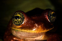 Osteocephalus sp. tree frog - closeup, La Isla Escondida, Colombia Found near the lodge in La Isla Escondida. We put it on a leaf for a few minutes to photograph it. Like many treefrogs, it was highly cooperative. <br />
https://www.jungledragon.com/image/72719/emerald-eyed_tree_frog_-_side_view_la_isla_escondida_colombia.html<br />
https://www.jungledragon.com/image/72718/emerald-eyed_tree_frog_-_top_view_la_isla_escondida_colombia.html<br />
https://www.jungledragon.com/image/72717/emerald-eyed_tree_frog_-_pose_la_isla_escondida_colombia.html Colombia,Colombia 2018,Colombia South,La Isla Escondida,Putumayo,South America,World