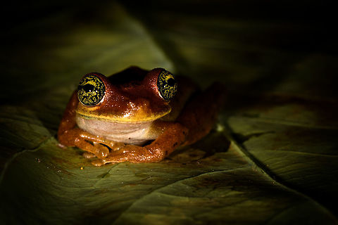 Osteocephalus sp. tree frog - pose, La Isla Escondida, Colombia Found near the lodge in La Isla Escondida. We put it on a leaf for a few minutes to photograph it. Like many treefrogs, it was highly cooperative. 
https://www.jungledragon.com/image/72719/emerald-eyed_tree_frog_-_side_view_la_isla_escondida_colombia.html
https://www.jungledragon.com/image/72718/emerald-eyed_tree_frog_-_top_view_la_isla_escondida_colombia.html
https://www.jungledragon.com/image/72716/emerald-eyed_tree_frog_-_closeup_la_isla_escondida_colombia.html Colombia,Colombia 2018,Colombia South,La Isla Escondida,Putumayo,South America,World
