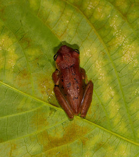 Osteocephalus sp. tree frog - top view, La Isla Escondida, Colombia Found near the lodge in La Isla Escondida. We put it on a leaf for a few minutes to photograph it. Like many treefrogs, it was highly cooperative. 
https://www.jungledragon.com/image/72719/emerald-eyed_tree_frog_-_side_view_la_isla_escondida_colombia.html
https://www.jungledragon.com/image/72717/emerald-eyed_tree_frog_-_pose_la_isla_escondida_colombia.html
https://www.jungledragon.com/image/72716/emerald-eyed_tree_frog_-_closeup_la_isla_escondida_colombia.html Colombia,Colombia 2018,Colombia South,La Isla Escondida,Putumayo,South America,World