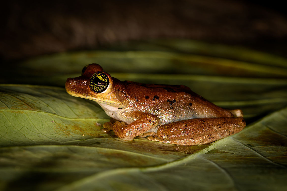 Osteocephalus sp. tree frog - side view, La Isla Escondida, Colombia Found near the lodge in La Isla Escondida. We put it on a leaf for a few minutes to photograph it. Like many treefrogs, it was highly cooperative. <br />
<figure class="photo"><a href="https://www.jungledragon.com/image/72718/osteocephalus_sp._tree_frog_-_top_view_la_isla_escondida_colombia.html" title="Osteocephalus sp. tree frog - top view, La Isla Escondida, Colombia"><img src="https://s3.amazonaws.com/media.jungledragon.com/images/2/72718_thumb.jpg?AWSAccessKeyId=05GMT0V3GWVNE7GGM1R2&Expires=1769040010&Signature=sHjM6D1Iz6mVIB96MpPoqspUpvY%3D" width="136" height="152" alt="Osteocephalus sp. tree frog - top view, La Isla Escondida, Colombia Found near the lodge in La Isla Escondida. We put it on a leaf for a few minutes to photograph it. Like many treefrogs, it was highly cooperative. <br />
https://www.jungledragon.com/image/72719/emerald-eyed_tree_frog_-_side_view_la_isla_escondida_colombia.html<br />
https://www.jungledragon.com/image/72717/emerald-eyed_tree_frog_-_pose_la_isla_escondida_colombia.html<br />
https://www.jungledragon.com/image/72716/emerald-eyed_tree_frog_-_closeup_la_isla_escondida_colombia.html Colombia,Colombia 2018,Colombia South,La Isla Escondida,Putumayo,South America,World" /></a></figure><br />
<figure class="photo"><a href="https://www.jungledragon.com/image/72717/osteocephalus_sp._tree_frog_-_pose_la_isla_escondida_colombia.html" title="Osteocephalus sp. tree frog - pose, La Isla Escondida, Colombia"><img src="https://s3.amazonaws.com/media.jungledragon.com/images/2/72717_thumb.jpg?AWSAccessKeyId=05GMT0V3GWVNE7GGM1R2&Expires=1769040010&Signature=tb0W9uF7b3qQXZSVdik2mNy6%2FVw%3D" width="200" height="134" alt="Osteocephalus sp. tree frog - pose, La Isla Escondida, Colombia Found near the lodge in La Isla Escondida. We put it on a leaf for a few minutes to photograph it. Like many treefrogs, it was highly cooperative. <br />
https://www.jungledragon.com/image/72719/emerald-eyed_tree_frog_-_side_view_la_isla_escondida_colombia.html<br />
https://www.jungledragon.com/image/72718/emerald-eyed_tree_frog_-_top_view_la_isla_escondida_colombia.html<br />
https://www.jungledragon.com/image/72716/emerald-eyed_tree_frog_-_closeup_la_isla_escondida_colombia.html Colombia,Colombia 2018,Colombia South,La Isla Escondida,Putumayo,South America,World" /></a></figure><br />
<figure class="photo"><a href="https://www.jungledragon.com/image/72716/osteocephalus_sp._tree_frog_-_closeup_la_isla_escondida_colombia.html" title="Osteocephalus sp. tree frog - closeup, La Isla Escondida, Colombia"><img src="https://s3.amazonaws.com/media.jungledragon.com/images/2/72716_thumb.jpg?AWSAccessKeyId=05GMT0V3GWVNE7GGM1R2&Expires=1769040010&Signature=fP0z8qZjQDLZOZEqrmIuNljcWiI%3D" width="200" height="134" alt="Osteocephalus sp. tree frog - closeup, La Isla Escondida, Colombia Found near the lodge in La Isla Escondida. We put it on a leaf for a few minutes to photograph it. Like many treefrogs, it was highly cooperative. <br />
https://www.jungledragon.com/image/72719/emerald-eyed_tree_frog_-_side_view_la_isla_escondida_colombia.html<br />
https://www.jungledragon.com/image/72718/emerald-eyed_tree_frog_-_top_view_la_isla_escondida_colombia.html<br />
https://www.jungledragon.com/image/72717/emerald-eyed_tree_frog_-_pose_la_isla_escondida_colombia.html Colombia,Colombia 2018,Colombia South,La Isla Escondida,Putumayo,South America,World" /></a></figure> Colombia,Colombia 2018,Colombia South,La Isla Escondida,Putumayo,South America,World