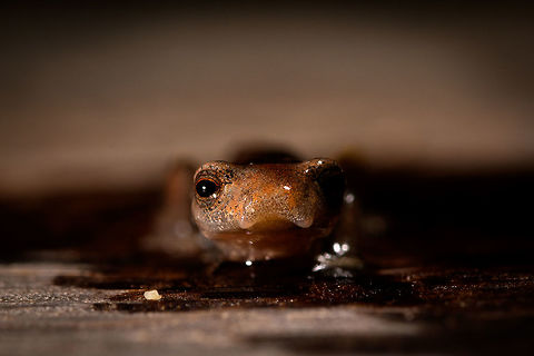 Mushroom-tongued salamander - front view II, La Isla Escondida, Colombia Our second observation in La Isla Escondida of a Mushroom-tongued salamander. In the Northern Amazon Basin, salamanders are rare, with only 2 species known, both in the same genus: Bolitoglossa. This could be peruviana and altamazonica, or the remote chance of a new report. This one was found by our guide whilst searching for frogs, handled for posing, and then released where it came from.
https://www.jungledragon.com/image/72733/mushroom-tongued_salamander_-_side_view_la_isla_escondida_colombia.html
https://www.jungledragon.com/image/72732/mushroom-tongued_salamander_-_top_view_la_isla_escondida_colombia.html
https://www.jungledragon.com/image/72731/mushroom-tongued_salamander_-_side_view_closeup_la_isla_escondida_colombia.html
https://www.jungledragon.com/image/72730/mushroom-tongued_salamander_-_front_view_la_isla_escondida_colombia.html
This observation ends our 4th day in La Isla Escondida. Colombia,Colombia 2018,Colombia South,La Isla Escondida,Putumayo,South America,World