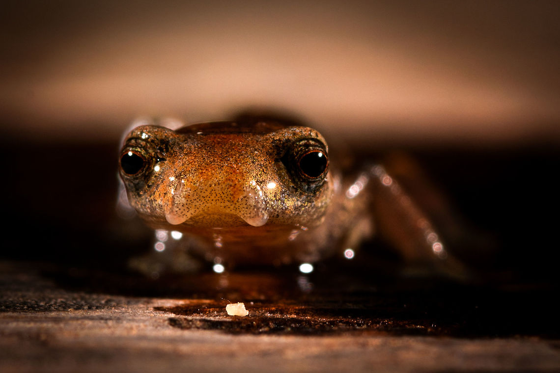 Mushroom-tongued salamander - front view, La Isla Escondida, Colombia Our second observation in La Isla Escondida of a Mushroom-tongued salamander. In the Northern Amazon Basin, salamanders are rare, with only 2 species known, both in the same genus: Bolitoglossa. This could be peruviana and altamazonica, or the remote chance of a new report. This one was found by our guide whilst searching for frogs, handled for posing, and then released where it came from.<br />
<figure class="photo"><a href="https://www.jungledragon.com/image/72733/mushroom-tongued_salamander_-_side_view_la_isla_escondida_colombia.html" title="Mushroom-tongued salamander - side view, La Isla Escondida, Colombia"><img src="https://s3.amazonaws.com/media.jungledragon.com/images/2/72733_thumb.jpg?AWSAccessKeyId=05GMT0V3GWVNE7GGM1R2&Expires=1770854410&Signature=eGfpjJnnQHgMPwDy4%2FspO5uCVw0%3D" width="200" height="148" alt="Mushroom-tongued salamander - side view, La Isla Escondida, Colombia Our second observation in La Isla Escondida of a Mushroom-tongued salamander. In the Northern Amazon Basin, salamanders are rare, with only 2 species known, both in the same genus: Bolitoglossa. This could be peruviana and altamazonica, or the remote chance of a new report. This one was found by our guide whilst searching for frogs, handled for posing, and then released where it came from.<br />
https://www.jungledragon.com/image/72732/mushroom-tongued_salamander_-_top_view_la_isla_escondida_colombia.html<br />
https://www.jungledragon.com/image/72731/mushroom-tongued_salamander_-_side_view_closeup_la_isla_escondida_colombia.html<br />
https://www.jungledragon.com/image/72730/mushroom-tongued_salamander_-_front_view_la_isla_escondida_colombia.html<br />
https://www.jungledragon.com/image/72728/mushroom-tongued_salamander_-_front_view_ii_la_isla_escondida_colombia.html<br />
This observation ends our 4th day in La Isla Escondida. Colombia,Colombia 2018,Colombia South,La Isla Escondida,Putumayo,South America,World" /></a></figure><br />
<figure class="photo"><a href="https://www.jungledragon.com/image/72732/mushroom-tongued_salamander_-_top_view_la_isla_escondida_colombia.html" title="Mushroom-tongued salamander - top view, La Isla Escondida, Colombia"><img src="https://s3.amazonaws.com/media.jungledragon.com/images/2/72732_thumb.jpg?AWSAccessKeyId=05GMT0V3GWVNE7GGM1R2&Expires=1770854410&Signature=s%2FNYAujlI1XABOr1SPdG643k6T8%3D" width="200" height="134" alt="Mushroom-tongued salamander - top view, La Isla Escondida, Colombia Our second observation in La Isla Escondida of a Mushroom-tongued salamander. In the Northern Amazon Basin, salamanders are rare, with only 2 species known, both in the same genus: Bolitoglossa. This could be peruviana and altamazonica, or the remote chance of a new report. This one was found by our guide whilst searching for frogs, handled for posing, and then released where it came from.<br />
https://www.jungledragon.com/image/72733/mushroom-tongued_salamander_-_side_view_la_isla_escondida_colombia.html<br />
https://www.jungledragon.com/image/72731/mushroom-tongued_salamander_-_side_view_closeup_la_isla_escondida_colombia.html<br />
https://www.jungledragon.com/image/72730/mushroom-tongued_salamander_-_front_view_la_isla_escondida_colombia.html<br />
https://www.jungledragon.com/image/72728/mushroom-tongued_salamander_-_front_view_ii_la_isla_escondida_colombia.html<br />
This observation ends our 4th day in La Isla Escondida. Colombia,Colombia 2018,Colombia South,La Isla Escondida,Putumayo,South America,World" /></a></figure><br />
<figure class="photo"><a href="https://www.jungledragon.com/image/72731/mushroom-tongued_salamander_-_side_view_closeup_la_isla_escondida_colombia.html" title="Mushroom-tongued salamander - side view closeup, La Isla Escondida, Colombia"><img src="https://s3.amazonaws.com/media.jungledragon.com/images/2/72731_thumb.jpg?AWSAccessKeyId=05GMT0V3GWVNE7GGM1R2&Expires=1770854410&Signature=pAwcyN%2FFox%2FDgnSslOx3ecXLmbk%3D" width="200" height="134" alt="Mushroom-tongued salamander - side view closeup, La Isla Escondida, Colombia Our second observation in La Isla Escondida of a Mushroom-tongued salamander. In the Northern Amazon Basin, salamanders are rare, with only 2 species known, both in the same genus: Bolitoglossa. This could be peruviana and altamazonica, or the remote chance of a new report. This one was found by our guide whilst searching for frogs, handled for posing, and then released where it came from.<br />
https://www.jungledragon.com/image/72733/mushroom-tongued_salamander_-_side_view_la_isla_escondida_colombia.html<br />
https://www.jungledragon.com/image/72732/mushroom-tongued_salamander_-_top_view_la_isla_escondida_colombia.html<br />
https://www.jungledragon.com/image/72730/mushroom-tongued_salamander_-_front_view_la_isla_escondida_colombia.html<br />
https://www.jungledragon.com/image/72728/mushroom-tongued_salamander_-_front_view_ii_la_isla_escondida_colombia.html<br />
This observation ends our 4th day in La Isla Escondida. Colombia,Colombia 2018,Colombia South,La Isla Escondida,Putumayo,South America,World" /></a></figure><br />
<figure class="photo"><a href="https://www.jungledragon.com/image/72728/mushroom-tongued_salamander_-_front_view_ii_la_isla_escondida_colombia.html" title="Mushroom-tongued salamander - front view II, La Isla Escondida, Colombia"><img src="https://s3.amazonaws.com/media.jungledragon.com/images/2/72728_thumb.jpg?AWSAccessKeyId=05GMT0V3GWVNE7GGM1R2&Expires=1770854410&Signature=0uvIMiQkBA87NXpwo%2BrmSfCN%2Bcw%3D" width="200" height="134" alt="Mushroom-tongued salamander - front view II, La Isla Escondida, Colombia Our second observation in La Isla Escondida of a Mushroom-tongued salamander. In the Northern Amazon Basin, salamanders are rare, with only 2 species known, both in the same genus: Bolitoglossa. This could be peruviana and altamazonica, or the remote chance of a new report. This one was found by our guide whilst searching for frogs, handled for posing, and then released where it came from.<br />
https://www.jungledragon.com/image/72733/mushroom-tongued_salamander_-_side_view_la_isla_escondida_colombia.html<br />
https://www.jungledragon.com/image/72732/mushroom-tongued_salamander_-_top_view_la_isla_escondida_colombia.html<br />
https://www.jungledragon.com/image/72731/mushroom-tongued_salamander_-_side_view_closeup_la_isla_escondida_colombia.html<br />
https://www.jungledragon.com/image/72730/mushroom-tongued_salamander_-_front_view_la_isla_escondida_colombia.html<br />
This observation ends our 4th day in La Isla Escondida. Colombia,Colombia 2018,Colombia South,La Isla Escondida,Putumayo,South America,World" /></a></figure><br />
This observation ends our 4th day in La Isla Escondida. Colombia,Colombia 2018,Colombia South,La Isla Escondida,Putumayo,South America,World