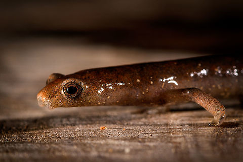 Mushroom-tongued salamander - side view closeup, La Isla Escondida, Colombia Our second observation in La Isla Escondida of a Mushroom-tongued salamander. In the Northern Amazon Basin, salamanders are rare, with only 2 species known, both in the same genus: Bolitoglossa. This could be peruviana and altamazonica, or the remote chance of a new report. This one was found by our guide whilst searching for frogs, handled for posing, and then released where it came from.
https://www.jungledragon.com/image/72733/mushroom-tongued_salamander_-_side_view_la_isla_escondida_colombia.html
https://www.jungledragon.com/image/72732/mushroom-tongued_salamander_-_top_view_la_isla_escondida_colombia.html
https://www.jungledragon.com/image/72730/mushroom-tongued_salamander_-_front_view_la_isla_escondida_colombia.html
https://www.jungledragon.com/image/72728/mushroom-tongued_salamander_-_front_view_ii_la_isla_escondida_colombia.html
This observation ends our 4th day in La Isla Escondida. Colombia,Colombia 2018,Colombia South,La Isla Escondida,Putumayo,South America,World