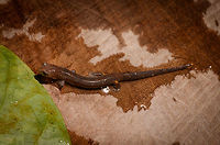 Mushroom-tongued salamander - top view, La Isla Escondida, Colombia Our second observation in La Isla Escondida of a Mushroom-tongued salamander. In the Northern Amazon Basin, salamanders are rare, with only 2 species known, both in the same genus: Bolitoglossa. This could be peruviana and altamazonica, or the remote chance of a new report. This one was found by our guide whilst searching for frogs, handled for posing, and then released where it came from.<br />
https://www.jungledragon.com/image/72733/mushroom-tongued_salamander_-_side_view_la_isla_escondida_colombia.html<br />
https://www.jungledragon.com/image/72731/mushroom-tongued_salamander_-_side_view_closeup_la_isla_escondida_colombia.html<br />
https://www.jungledragon.com/image/72730/mushroom-tongued_salamander_-_front_view_la_isla_escondida_colombia.html<br />
https://www.jungledragon.com/image/72728/mushroom-tongued_salamander_-_front_view_ii_la_isla_escondida_colombia.html<br />
This observation ends our 4th day in La Isla Escondida. Colombia,Colombia 2018,Colombia South,La Isla Escondida,Putumayo,South America,World