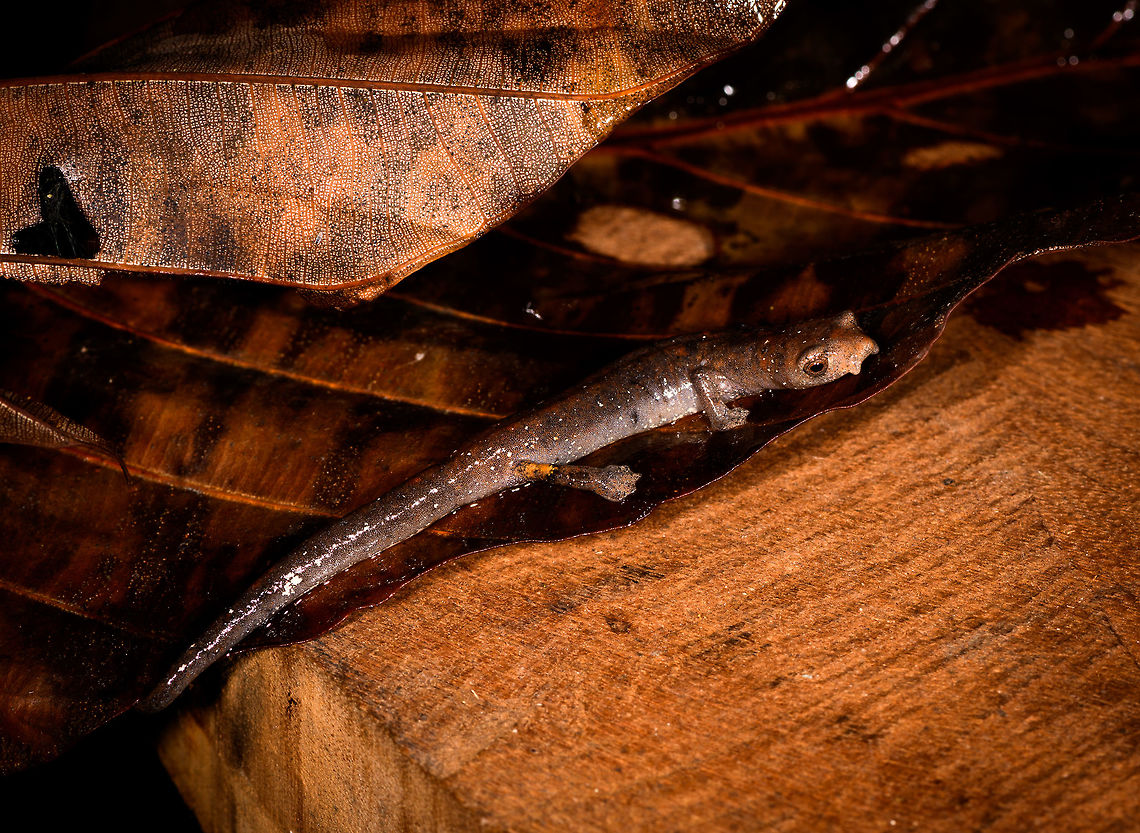 Mushroom-tongued salamander - side view, La Isla Escondida, Colombia Our second observation in La Isla Escondida of a Mushroom-tongued salamander. In the Northern Amazon Basin, salamanders are rare, with only 2 species known, both in the same genus: Bolitoglossa. This could be peruviana and altamazonica, or the remote chance of a new report. This one was found by our guide whilst searching for frogs, handled for posing, and then released where it came from.<br />
<figure class="photo"><a href="https://www.jungledragon.com/image/72732/mushroom-tongued_salamander_-_top_view_la_isla_escondida_colombia.html" title="Mushroom-tongued salamander - top view, La Isla Escondida, Colombia"><img src="https://s3.amazonaws.com/media.jungledragon.com/images/2/72732_thumb.jpg?AWSAccessKeyId=05GMT0V3GWVNE7GGM1R2&Expires=1759968010&Signature=eKNzNWM3qYagNgQBsua1UuYQgoo%3D" width="200" height="134" alt="Mushroom-tongued salamander - top view, La Isla Escondida, Colombia Our second observation in La Isla Escondida of a Mushroom-tongued salamander. In the Northern Amazon Basin, salamanders are rare, with only 2 species known, both in the same genus: Bolitoglossa. This could be peruviana and altamazonica, or the remote chance of a new report. This one was found by our guide whilst searching for frogs, handled for posing, and then released where it came from.<br />
https://www.jungledragon.com/image/72733/mushroom-tongued_salamander_-_side_view_la_isla_escondida_colombia.html<br />
https://www.jungledragon.com/image/72731/mushroom-tongued_salamander_-_side_view_closeup_la_isla_escondida_colombia.html<br />
https://www.jungledragon.com/image/72730/mushroom-tongued_salamander_-_front_view_la_isla_escondida_colombia.html<br />
https://www.jungledragon.com/image/72728/mushroom-tongued_salamander_-_front_view_ii_la_isla_escondida_colombia.html<br />
This observation ends our 4th day in La Isla Escondida. Colombia,Colombia 2018,Colombia South,La Isla Escondida,Putumayo,South America,World" /></a></figure><br />
<figure class="photo"><a href="https://www.jungledragon.com/image/72731/mushroom-tongued_salamander_-_side_view_closeup_la_isla_escondida_colombia.html" title="Mushroom-tongued salamander - side view closeup, La Isla Escondida, Colombia"><img src="https://s3.amazonaws.com/media.jungledragon.com/images/2/72731_thumb.jpg?AWSAccessKeyId=05GMT0V3GWVNE7GGM1R2&Expires=1759968010&Signature=F4PVrLrY4U%2FPTnCcVbhOKJui%2Br4%3D" width="200" height="134" alt="Mushroom-tongued salamander - side view closeup, La Isla Escondida, Colombia Our second observation in La Isla Escondida of a Mushroom-tongued salamander. In the Northern Amazon Basin, salamanders are rare, with only 2 species known, both in the same genus: Bolitoglossa. This could be peruviana and altamazonica, or the remote chance of a new report. This one was found by our guide whilst searching for frogs, handled for posing, and then released where it came from.<br />
https://www.jungledragon.com/image/72733/mushroom-tongued_salamander_-_side_view_la_isla_escondida_colombia.html<br />
https://www.jungledragon.com/image/72732/mushroom-tongued_salamander_-_top_view_la_isla_escondida_colombia.html<br />
https://www.jungledragon.com/image/72730/mushroom-tongued_salamander_-_front_view_la_isla_escondida_colombia.html<br />
https://www.jungledragon.com/image/72728/mushroom-tongued_salamander_-_front_view_ii_la_isla_escondida_colombia.html<br />
This observation ends our 4th day in La Isla Escondida. Colombia,Colombia 2018,Colombia South,La Isla Escondida,Putumayo,South America,World" /></a></figure><br />
<figure class="photo"><a href="https://www.jungledragon.com/image/72730/mushroom-tongued_salamander_-_front_view_la_isla_escondida_colombia.html" title="Mushroom-tongued salamander - front view, La Isla Escondida, Colombia"><img src="https://s3.amazonaws.com/media.jungledragon.com/images/2/72730_thumb.jpg?AWSAccessKeyId=05GMT0V3GWVNE7GGM1R2&Expires=1759968010&Signature=3cn8eRVfFMpMwp7WT%2FVXz86F81A%3D" width="200" height="134" alt="Mushroom-tongued salamander - front view, La Isla Escondida, Colombia Our second observation in La Isla Escondida of a Mushroom-tongued salamander. In the Northern Amazon Basin, salamanders are rare, with only 2 species known, both in the same genus: Bolitoglossa. This could be peruviana and altamazonica, or the remote chance of a new report. This one was found by our guide whilst searching for frogs, handled for posing, and then released where it came from.<br />
https://www.jungledragon.com/image/72733/mushroom-tongued_salamander_-_side_view_la_isla_escondida_colombia.html<br />
https://www.jungledragon.com/image/72732/mushroom-tongued_salamander_-_top_view_la_isla_escondida_colombia.html<br />
https://www.jungledragon.com/image/72731/mushroom-tongued_salamander_-_side_view_closeup_la_isla_escondida_colombia.html<br />
https://www.jungledragon.com/image/72728/mushroom-tongued_salamander_-_front_view_ii_la_isla_escondida_colombia.html<br />
This observation ends our 4th day in La Isla Escondida. Colombia,Colombia 2018,Colombia South,La Isla Escondida,Putumayo,South America,World" /></a></figure><br />
<figure class="photo"><a href="https://www.jungledragon.com/image/72728/mushroom-tongued_salamander_-_front_view_ii_la_isla_escondida_colombia.html" title="Mushroom-tongued salamander - front view II, La Isla Escondida, Colombia"><img src="https://s3.amazonaws.com/media.jungledragon.com/images/2/72728_thumb.jpg?AWSAccessKeyId=05GMT0V3GWVNE7GGM1R2&Expires=1759968010&Signature=R2Y1ywsKIyfnefDPtrQlYHsoNOE%3D" width="200" height="134" alt="Mushroom-tongued salamander - front view II, La Isla Escondida, Colombia Our second observation in La Isla Escondida of a Mushroom-tongued salamander. In the Northern Amazon Basin, salamanders are rare, with only 2 species known, both in the same genus: Bolitoglossa. This could be peruviana and altamazonica, or the remote chance of a new report. This one was found by our guide whilst searching for frogs, handled for posing, and then released where it came from.<br />
https://www.jungledragon.com/image/72733/mushroom-tongued_salamander_-_side_view_la_isla_escondida_colombia.html<br />
https://www.jungledragon.com/image/72732/mushroom-tongued_salamander_-_top_view_la_isla_escondida_colombia.html<br />
https://www.jungledragon.com/image/72731/mushroom-tongued_salamander_-_side_view_closeup_la_isla_escondida_colombia.html<br />
https://www.jungledragon.com/image/72730/mushroom-tongued_salamander_-_front_view_la_isla_escondida_colombia.html<br />
This observation ends our 4th day in La Isla Escondida. Colombia,Colombia 2018,Colombia South,La Isla Escondida,Putumayo,South America,World" /></a></figure><br />
This observation ends our 4th day in La Isla Escondida. Colombia,Colombia 2018,Colombia South,La Isla Escondida,Putumayo,South America,World