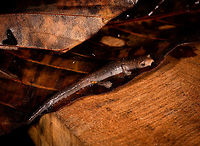 Mushroom-tongued salamander - side view, La Isla Escondida, Colombia Our second observation in La Isla Escondida of a Mushroom-tongued salamander. In the Northern Amazon Basin, salamanders are rare, with only 2 species known, both in the same genus: Bolitoglossa. This could be peruviana and altamazonica, or the remote chance of a new report. This one was found by our guide whilst searching for frogs, handled for posing, and then released where it came from.<br />
https://www.jungledragon.com/image/72732/mushroom-tongued_salamander_-_top_view_la_isla_escondida_colombia.html<br />
https://www.jungledragon.com/image/72731/mushroom-tongued_salamander_-_side_view_closeup_la_isla_escondida_colombia.html<br />
https://www.jungledragon.com/image/72730/mushroom-tongued_salamander_-_front_view_la_isla_escondida_colombia.html<br />
https://www.jungledragon.com/image/72728/mushroom-tongued_salamander_-_front_view_ii_la_isla_escondida_colombia.html<br />
This observation ends our 4th day in La Isla Escondida. Colombia,Colombia 2018,Colombia South,La Isla Escondida,Putumayo,South America,World