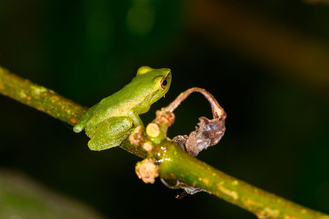 Small green frog, La Isla Escondida, Colombia Opening our 5th and final full day in La Isla Escondida. After 4 action packed intense days, we took things a bit slower on this day, but there's still plenty to report on. Our first finding in the morning was this small green frog with vibrant orange/red eyes. We captured it and put it on a leaf, and then on a glass plate to allow for an easy belly shot. Check out how the belly shot even shows the bone structure :)<br />
<figure class="photo"><a href="https://www.jungledragon.com/image/72803/small_green_frog_-_pose_la_isla_escondida_colombia.html" title="Small green frog - pose, La Isla Escondida, Colombia"><img src="https://s3.amazonaws.com/media.jungledragon.com/images/2/72803_thumb.jpg?AWSAccessKeyId=05GMT0V3GWVNE7GGM1R2&Expires=1769040010&Signature=mxCpQNLkN5LdyRl2WBQyy9z%2F3%2FA%3D" width="200" height="114" alt="Small green frog - pose, La Isla Escondida, Colombia Opening our 5th and final full day in La Isla Escondida. After 4 action packed intense days, we took things a bit slower on this day, but there's still plenty to report on. Our first finding in the morning was this small green frog with vibrant orange/red eyes. We captured it and put it on a leaf, and then on a glass plate to allow for an easy belly shot. Check out how the belly shot even shows the bone structure :)<br />
https://www.jungledragon.com/image/72801/small_green_frog_la_isla_escondida_colombia.html<br />
https://www.jungledragon.com/image/72804/small_green_frog_-_pose_2_la_isla_escondida_colombia.html<br />
https://www.jungledragon.com/image/72805/small_green_frog_-_front_la_isla_escondida_colombia.html<br />
https://www.jungledragon.com/image/72802/small_green_frog_-_belly_shot_la_isla_escondida_colombia.html<br />
https://www.jungledragon.com/image/72806/small_green_frog_-_belly_shot_closeup_la_isla_escondida_colombia.html Colombia,Colombia 2018,Colombia South,La Isla Escondida,Putumayo,South America,World" /></a></figure><br />
<figure class="photo"><a href="https://www.jungledragon.com/image/72804/small_green_frog_-_pose_2_la_isla_escondida_colombia.html" title="Small green frog - pose 2, La Isla Escondida, Colombia"><img src="https://s3.amazonaws.com/media.jungledragon.com/images/2/72804_thumb.jpg?AWSAccessKeyId=05GMT0V3GWVNE7GGM1R2&Expires=1769040010&Signature=YlvOxtIlj%2BVoEBkpEaOOkd9cL%2FQ%3D" width="200" height="134" alt="Small green frog - pose 2, La Isla Escondida, Colombia Opening our 5th and final full day in La Isla Escondida. After 4 action packed intense days, we took things a bit slower on this day, but there's still plenty to report on. Our first finding in the morning was this small green frog with vibrant orange/red eyes. We captured it and put it on a leaf, and then on a glass plate to allow for an easy belly shot. Check out how the belly shot even shows the bone structure :)<br />
https://www.jungledragon.com/image/72801/small_green_frog_la_isla_escondida_colombia.html<br />
https://www.jungledragon.com/image/72803/small_green_frog_-_pose_la_isla_escondida_colombia.html<br />
https://www.jungledragon.com/image/72805/small_green_frog_-_front_la_isla_escondida_colombia.html<br />
https://www.jungledragon.com/image/72802/small_green_frog_-_belly_shot_la_isla_escondida_colombia.html<br />
https://www.jungledragon.com/image/72806/small_green_frog_-_belly_shot_closeup_la_isla_escondida_colombia.html Colombia,Colombia 2018,Colombia South,La Isla Escondida,Putumayo,South America,World" /></a></figure><br />
<figure class="photo"><a href="https://www.jungledragon.com/image/72805/small_green_frog_-_front_la_isla_escondida_colombia.html" title="Small green frog - front, La Isla Escondida, Colombia"><img src="https://s3.amazonaws.com/media.jungledragon.com/images/2/72805_thumb.jpg?AWSAccessKeyId=05GMT0V3GWVNE7GGM1R2&Expires=1769040010&Signature=rQ0EFF%2FU36G432NUYt4tXltcKKU%3D" width="200" height="134" alt="Small green frog - front, La Isla Escondida, Colombia Opening our 5th and final full day in La Isla Escondida. After 4 action packed intense days, we took things a bit slower on this day, but there's still plenty to report on. Our first finding in the morning was this small green frog with vibrant orange/red eyes. We captured it and put it on a leaf, and then on a glass plate to allow for an easy belly shot. Check out how the belly shot even shows the bone structure :)<br />
https://www.jungledragon.com/image/72801/small_green_frog_la_isla_escondida_colombia.html<br />
https://www.jungledragon.com/image/72803/small_green_frog_-_pose_la_isla_escondida_colombia.html<br />
https://www.jungledragon.com/image/72804/small_green_frog_-_pose_2_la_isla_escondida_colombia.html<br />
https://www.jungledragon.com/image/72802/small_green_frog_-_belly_shot_la_isla_escondida_colombia.html<br />
https://www.jungledragon.com/image/72806/small_green_frog_-_belly_shot_closeup_la_isla_escondida_colombia.html Colombia,Colombia 2018,Colombia South,La Isla Escondida,Putumayo,South America,World" /></a></figure><br />
<figure class="photo"><a href="https://www.jungledragon.com/image/72802/small_green_frog_-_belly_shot_la_isla_escondida_colombia.html" title="Small green frog - belly shot, La Isla Escondida, Colombia"><img src="https://s3.amazonaws.com/media.jungledragon.com/images/2/72802_thumb.jpg?AWSAccessKeyId=05GMT0V3GWVNE7GGM1R2&Expires=1769040010&Signature=lRwxPPKgLDIkIAn5S79qWIYejdI%3D" width="200" height="134" alt="Small green frog - belly shot, La Isla Escondida, Colombia Opening our 5th and final full day in La Isla Escondida. After 4 action packed intense days, we took things a bit slower on this day, but there's still plenty to report on. Our first finding in the morning was this small green frog with vibrant orange/red eyes. We captured it and put it on a leaf, and then on a glass plate to allow for an easy belly shot. Check out how the belly shot even shows the bone structure :)<br />
https://www.jungledragon.com/image/72801/small_green_frog_la_isla_escondida_colombia.html<br />
https://www.jungledragon.com/image/72803/small_green_frog_-_pose_la_isla_escondida_colombia.html<br />
https://www.jungledragon.com/image/72804/small_green_frog_-_pose_2_la_isla_escondida_colombia.html<br />
https://www.jungledragon.com/image/72805/small_green_frog_-_front_la_isla_escondida_colombia.html<br />
https://www.jungledragon.com/image/72806/small_green_frog_-_belly_shot_closeup_la_isla_escondida_colombia.html Colombia,Colombia 2018,Colombia South,La Isla Escondida,Putumayo,South America,World" /></a></figure><br />
<figure class="photo"><a href="https://www.jungledragon.com/image/72806/small_green_frog_-_belly_shot_closeup_la_isla_escondida_colombia.html" title="Small green frog - belly shot closeup, La Isla Escondida, Colombia"><img src="https://s3.amazonaws.com/media.jungledragon.com/images/2/72806_thumb.jpg?AWSAccessKeyId=05GMT0V3GWVNE7GGM1R2&Expires=1769040010&Signature=J3vHUgWUywE3k1pEAw77HnoTuEw%3D" width="124" height="152" alt="Small green frog - belly shot closeup, La Isla Escondida, Colombia Opening our 5th and final full day in La Isla Escondida. After 4 action packed intense days, we took things a bit slower on this day, but there's still plenty to report on. Our first finding in the morning was this small green frog with vibrant orange/red eyes. We captured it and put it on a leaf, and then on a glass plate to allow for an easy belly shot. Check out how the belly shot even shows the bone structure :)<br />
https://www.jungledragon.com/image/72801/small_green_frog_la_isla_escondida_colombia.html<br />
https://www.jungledragon.com/image/72803/small_green_frog_-_pose_la_isla_escondida_colombia.html<br />
https://www.jungledragon.com/image/72804/small_green_frog_-_pose_2_la_isla_escondida_colombia.html<br />
https://www.jungledragon.com/image/72805/small_green_frog_-_front_la_isla_escondida_colombia.html<br />
https://www.jungledragon.com/image/72802/small_green_frog_-_belly_shot_la_isla_escondida_colombia.html Colombia,Colombia 2018,Colombia South,La Isla Escondida,Putumayo,South America,World" /></a></figure> Colombia,Colombia 2018,Colombia South,La Isla Escondida,Putumayo,South America,World