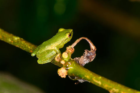 Small green frog, La Isla Escondida, Colombia Opening our 5th and final full day in La Isla Escondida. After 4 action packed intense days, we took things a bit slower on this day, but there's still plenty to report on. Our first finding in the morning was this small green frog with vibrant orange/red eyes. We captured it and put it on a leaf, and then on a glass plate to allow for an easy belly shot. Check out how the belly shot even shows the bone structure :)
https://www.jungledragon.com/image/72803/small_green_frog_-_pose_la_isla_escondida_colombia.html
https://www.jungledragon.com/image/72804/small_green_frog_-_pose_2_la_isla_escondida_colombia.html
https://www.jungledragon.com/image/72805/small_green_frog_-_front_la_isla_escondida_colombia.html
https://www.jungledragon.com/image/72802/small_green_frog_-_belly_shot_la_isla_escondida_colombia.html
https://www.jungledragon.com/image/72806/small_green_frog_-_belly_shot_closeup_la_isla_escondida_colombia.html Colombia,Colombia 2018,Colombia South,La Isla Escondida,Putumayo,South America,World