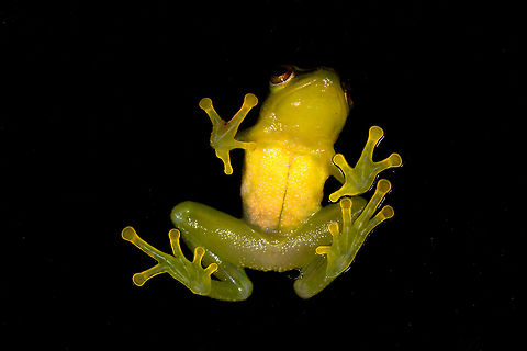 Small green frog - belly shot, La Isla Escondida, Colombia Opening our 5th and final full day in La Isla Escondida. After 4 action packed intense days, we took things a bit slower on this day, but there's still plenty to report on. Our first finding in the morning was this small green frog with vibrant orange/red eyes. We captured it and put it on a leaf, and then on a glass plate to allow for an easy belly shot. Check out how the belly shot even shows the bone structure :)
https://www.jungledragon.com/image/72801/small_green_frog_la_isla_escondida_colombia.html
https://www.jungledragon.com/image/72803/small_green_frog_-_pose_la_isla_escondida_colombia.html
https://www.jungledragon.com/image/72804/small_green_frog_-_pose_2_la_isla_escondida_colombia.html
https://www.jungledragon.com/image/72805/small_green_frog_-_front_la_isla_escondida_colombia.html
https://www.jungledragon.com/image/72806/small_green_frog_-_belly_shot_closeup_la_isla_escondida_colombia.html Colombia,Colombia 2018,Colombia South,La Isla Escondida,Putumayo,South America,World