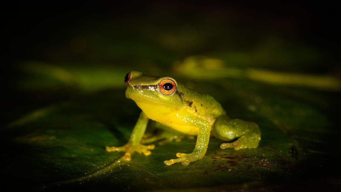 Small green frog - pose, La Isla Escondida, Colombia Opening our 5th and final full day in La Isla Escondida. After 4 action packed intense days, we took things a bit slower on this day, but there&#039;s still plenty to report on. Our first finding in the morning was this small green frog with vibrant orange/red eyes. We captured it and put it on a leaf, and then on a glass plate to allow for an easy belly shot. Check out how the belly shot even shows the bone structure :)<br />
<figure class="photo"><a href="https://www.jungledragon.com/image/72801/small_green_frog_la_isla_escondida_colombia.html" title="Small green frog, La Isla Escondida, Colombia"><img src="https://s3.amazonaws.com/media.jungledragon.com/images/2/72801_thumb.jpg?AWSAccessKeyId=05GMT0V3GWVNE7GGM1R2&Expires=1759968010&Signature=%2BNJ59wV3Mz%2BGE40z3Ejzdm4mwvc%3D" width="200" height="134" alt="Small green frog, La Isla Escondida, Colombia Opening our 5th and final full day in La Isla Escondida. After 4 action packed intense days, we took things a bit slower on this day, but there&#039;s still plenty to report on. Our first finding in the morning was this small green frog with vibrant orange/red eyes. We captured it and put it on a leaf, and then on a glass plate to allow for an easy belly shot. Check out how the belly shot even shows the bone structure :)<br />
https://www.jungledragon.com/image/72803/small_green_frog_-_pose_la_isla_escondida_colombia.html<br />
https://www.jungledragon.com/image/72804/small_green_frog_-_pose_2_la_isla_escondida_colombia.html<br />
https://www.jungledragon.com/image/72805/small_green_frog_-_front_la_isla_escondida_colombia.html<br />
https://www.jungledragon.com/image/72802/small_green_frog_-_belly_shot_la_isla_escondida_colombia.html<br />
https://www.jungledragon.com/image/72806/small_green_frog_-_belly_shot_closeup_la_isla_escondida_colombia.html Colombia,Colombia 2018,Colombia South,La Isla Escondida,Putumayo,South America,World" /></a></figure><br />
<figure class="photo"><a href="https://www.jungledragon.com/image/72804/small_green_frog_-_pose_2_la_isla_escondida_colombia.html" title="Small green frog - pose 2, La Isla Escondida, Colombia"><img src="https://s3.amazonaws.com/media.jungledragon.com/images/2/72804_thumb.jpg?AWSAccessKeyId=05GMT0V3GWVNE7GGM1R2&Expires=1759968010&Signature=zT3lggktcVOrMvwC9wZttyhgeEo%3D" width="200" height="134" alt="Small green frog - pose 2, La Isla Escondida, Colombia Opening our 5th and final full day in La Isla Escondida. After 4 action packed intense days, we took things a bit slower on this day, but there&#039;s still plenty to report on. Our first finding in the morning was this small green frog with vibrant orange/red eyes. We captured it and put it on a leaf, and then on a glass plate to allow for an easy belly shot. Check out how the belly shot even shows the bone structure :)<br />
https://www.jungledragon.com/image/72801/small_green_frog_la_isla_escondida_colombia.html<br />
https://www.jungledragon.com/image/72803/small_green_frog_-_pose_la_isla_escondida_colombia.html<br />
https://www.jungledragon.com/image/72805/small_green_frog_-_front_la_isla_escondida_colombia.html<br />
https://www.jungledragon.com/image/72802/small_green_frog_-_belly_shot_la_isla_escondida_colombia.html<br />
https://www.jungledragon.com/image/72806/small_green_frog_-_belly_shot_closeup_la_isla_escondida_colombia.html Colombia,Colombia 2018,Colombia South,La Isla Escondida,Putumayo,South America,World" /></a></figure><br />
<figure class="photo"><a href="https://www.jungledragon.com/image/72805/small_green_frog_-_front_la_isla_escondida_colombia.html" title="Small green frog - front, La Isla Escondida, Colombia"><img src="https://s3.amazonaws.com/media.jungledragon.com/images/2/72805_thumb.jpg?AWSAccessKeyId=05GMT0V3GWVNE7GGM1R2&Expires=1759968010&Signature=82DKRiGOXGo00G3G0ZzE0LnYXkQ%3D" width="200" height="134" alt="Small green frog - front, La Isla Escondida, Colombia Opening our 5th and final full day in La Isla Escondida. After 4 action packed intense days, we took things a bit slower on this day, but there&#039;s still plenty to report on. Our first finding in the morning was this small green frog with vibrant orange/red eyes. We captured it and put it on a leaf, and then on a glass plate to allow for an easy belly shot. Check out how the belly shot even shows the bone structure :)<br />
https://www.jungledragon.com/image/72801/small_green_frog_la_isla_escondida_colombia.html<br />
https://www.jungledragon.com/image/72803/small_green_frog_-_pose_la_isla_escondida_colombia.html<br />
https://www.jungledragon.com/image/72804/small_green_frog_-_pose_2_la_isla_escondida_colombia.html<br />
https://www.jungledragon.com/image/72802/small_green_frog_-_belly_shot_la_isla_escondida_colombia.html<br />
https://www.jungledragon.com/image/72806/small_green_frog_-_belly_shot_closeup_la_isla_escondida_colombia.html Colombia,Colombia 2018,Colombia South,La Isla Escondida,Putumayo,South America,World" /></a></figure><br />
<figure class="photo"><a href="https://www.jungledragon.com/image/72802/small_green_frog_-_belly_shot_la_isla_escondida_colombia.html" title="Small green frog - belly shot, La Isla Escondida, Colombia"><img src="https://s3.amazonaws.com/media.jungledragon.com/images/2/72802_thumb.jpg?AWSAccessKeyId=05GMT0V3GWVNE7GGM1R2&Expires=1759968010&Signature=6E%2FqK926OHp2HB4miXOmMqM6sV4%3D" width="200" height="134" alt="Small green frog - belly shot, La Isla Escondida, Colombia Opening our 5th and final full day in La Isla Escondida. After 4 action packed intense days, we took things a bit slower on this day, but there&#039;s still plenty to report on. Our first finding in the morning was this small green frog with vibrant orange/red eyes. We captured it and put it on a leaf, and then on a glass plate to allow for an easy belly shot. Check out how the belly shot even shows the bone structure :)<br />
https://www.jungledragon.com/image/72801/small_green_frog_la_isla_escondida_colombia.html<br />
https://www.jungledragon.com/image/72803/small_green_frog_-_pose_la_isla_escondida_colombia.html<br />
https://www.jungledragon.com/image/72804/small_green_frog_-_pose_2_la_isla_escondida_colombia.html<br />
https://www.jungledragon.com/image/72805/small_green_frog_-_front_la_isla_escondida_colombia.html<br />
https://www.jungledragon.com/image/72806/small_green_frog_-_belly_shot_closeup_la_isla_escondida_colombia.html Colombia,Colombia 2018,Colombia South,La Isla Escondida,Putumayo,South America,World" /></a></figure><br />
<figure class="photo"><a href="https://www.jungledragon.com/image/72806/small_green_frog_-_belly_shot_closeup_la_isla_escondida_colombia.html" title="Small green frog - belly shot closeup, La Isla Escondida, Colombia"><img src="https://s3.amazonaws.com/media.jungledragon.com/images/2/72806_thumb.jpg?AWSAccessKeyId=05GMT0V3GWVNE7GGM1R2&Expires=1759968010&Signature=CbMbuqvBIaDTTquer47LLBUk7PE%3D" width="124" height="152" alt="Small green frog - belly shot closeup, La Isla Escondida, Colombia Opening our 5th and final full day in La Isla Escondida. After 4 action packed intense days, we took things a bit slower on this day, but there&#039;s still plenty to report on. Our first finding in the morning was this small green frog with vibrant orange/red eyes. We captured it and put it on a leaf, and then on a glass plate to allow for an easy belly shot. Check out how the belly shot even shows the bone structure :)<br />
https://www.jungledragon.com/image/72801/small_green_frog_la_isla_escondida_colombia.html<br />
https://www.jungledragon.com/image/72803/small_green_frog_-_pose_la_isla_escondida_colombia.html<br />
https://www.jungledragon.com/image/72804/small_green_frog_-_pose_2_la_isla_escondida_colombia.html<br />
https://www.jungledragon.com/image/72805/small_green_frog_-_front_la_isla_escondida_colombia.html<br />
https://www.jungledragon.com/image/72802/small_green_frog_-_belly_shot_la_isla_escondida_colombia.html Colombia,Colombia 2018,Colombia South,La Isla Escondida,Putumayo,South America,World" /></a></figure> Colombia,Colombia 2018,Colombia South,La Isla Escondida,Putumayo,South America,World