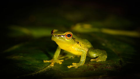 Small green frog - pose, La Isla Escondida, Colombia Opening our 5th and final full day in La Isla Escondida. After 4 action packed intense days, we took things a bit slower on this day, but there's still plenty to report on. Our first finding in the morning was this small green frog with vibrant orange/red eyes. We captured it and put it on a leaf, and then on a glass plate to allow for an easy belly shot. Check out how the belly shot even shows the bone structure :)
https://www.jungledragon.com/image/72801/small_green_frog_la_isla_escondida_colombia.html
https://www.jungledragon.com/image/72804/small_green_frog_-_pose_2_la_isla_escondida_colombia.html
https://www.jungledragon.com/image/72805/small_green_frog_-_front_la_isla_escondida_colombia.html
https://www.jungledragon.com/image/72802/small_green_frog_-_belly_shot_la_isla_escondida_colombia.html
https://www.jungledragon.com/image/72806/small_green_frog_-_belly_shot_closeup_la_isla_escondida_colombia.html Colombia,Colombia 2018,Colombia South,La Isla Escondida,Putumayo,South America,World