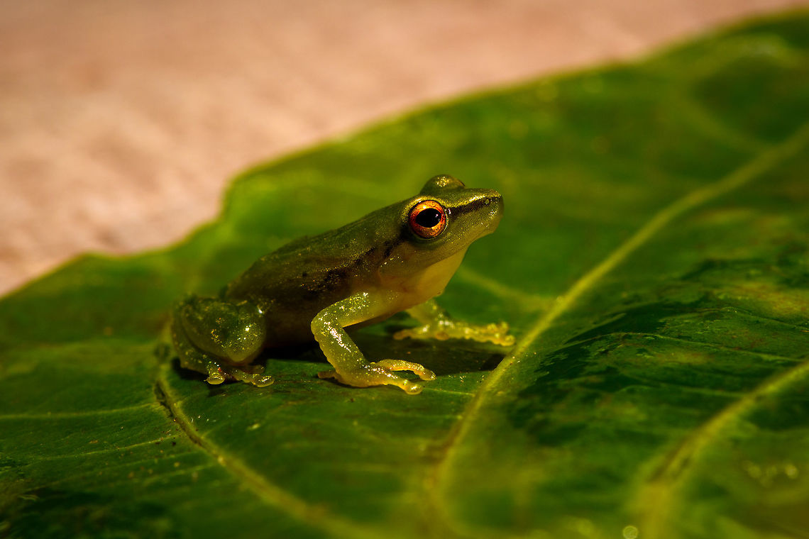 Small green frog - pose 2, La Isla Escondida, Colombia Opening our 5th and final full day in La Isla Escondida. After 4 action packed intense days, we took things a bit slower on this day, but there's still plenty to report on. Our first finding in the morning was this small green frog with vibrant orange/red eyes. We captured it and put it on a leaf, and then on a glass plate to allow for an easy belly shot. Check out how the belly shot even shows the bone structure :)<br />
<figure class="photo"><a href="https://www.jungledragon.com/image/72801/small_green_frog_la_isla_escondida_colombia.html" title="Small green frog, La Isla Escondida, Colombia"><img src="https://s3.amazonaws.com/media.jungledragon.com/images/2/72801_thumb.jpg?AWSAccessKeyId=05GMT0V3GWVNE7GGM1R2&Expires=1769040010&Signature=EarTmsXC07jy4KZdX7wN5xITNBE%3D" width="200" height="134" alt="Small green frog, La Isla Escondida, Colombia Opening our 5th and final full day in La Isla Escondida. After 4 action packed intense days, we took things a bit slower on this day, but there's still plenty to report on. Our first finding in the morning was this small green frog with vibrant orange/red eyes. We captured it and put it on a leaf, and then on a glass plate to allow for an easy belly shot. Check out how the belly shot even shows the bone structure :)<br />
https://www.jungledragon.com/image/72803/small_green_frog_-_pose_la_isla_escondida_colombia.html<br />
https://www.jungledragon.com/image/72804/small_green_frog_-_pose_2_la_isla_escondida_colombia.html<br />
https://www.jungledragon.com/image/72805/small_green_frog_-_front_la_isla_escondida_colombia.html<br />
https://www.jungledragon.com/image/72802/small_green_frog_-_belly_shot_la_isla_escondida_colombia.html<br />
https://www.jungledragon.com/image/72806/small_green_frog_-_belly_shot_closeup_la_isla_escondida_colombia.html Colombia,Colombia 2018,Colombia South,La Isla Escondida,Putumayo,South America,World" /></a></figure><br />
<figure class="photo"><a href="https://www.jungledragon.com/image/72803/small_green_frog_-_pose_la_isla_escondida_colombia.html" title="Small green frog - pose, La Isla Escondida, Colombia"><img src="https://s3.amazonaws.com/media.jungledragon.com/images/2/72803_thumb.jpg?AWSAccessKeyId=05GMT0V3GWVNE7GGM1R2&Expires=1769040010&Signature=mxCpQNLkN5LdyRl2WBQyy9z%2F3%2FA%3D" width="200" height="114" alt="Small green frog - pose, La Isla Escondida, Colombia Opening our 5th and final full day in La Isla Escondida. After 4 action packed intense days, we took things a bit slower on this day, but there's still plenty to report on. Our first finding in the morning was this small green frog with vibrant orange/red eyes. We captured it and put it on a leaf, and then on a glass plate to allow for an easy belly shot. Check out how the belly shot even shows the bone structure :)<br />
https://www.jungledragon.com/image/72801/small_green_frog_la_isla_escondida_colombia.html<br />
https://www.jungledragon.com/image/72804/small_green_frog_-_pose_2_la_isla_escondida_colombia.html<br />
https://www.jungledragon.com/image/72805/small_green_frog_-_front_la_isla_escondida_colombia.html<br />
https://www.jungledragon.com/image/72802/small_green_frog_-_belly_shot_la_isla_escondida_colombia.html<br />
https://www.jungledragon.com/image/72806/small_green_frog_-_belly_shot_closeup_la_isla_escondida_colombia.html Colombia,Colombia 2018,Colombia South,La Isla Escondida,Putumayo,South America,World" /></a></figure><br />
<figure class="photo"><a href="https://www.jungledragon.com/image/72805/small_green_frog_-_front_la_isla_escondida_colombia.html" title="Small green frog - front, La Isla Escondida, Colombia"><img src="https://s3.amazonaws.com/media.jungledragon.com/images/2/72805_thumb.jpg?AWSAccessKeyId=05GMT0V3GWVNE7GGM1R2&Expires=1769040010&Signature=rQ0EFF%2FU36G432NUYt4tXltcKKU%3D" width="200" height="134" alt="Small green frog - front, La Isla Escondida, Colombia Opening our 5th and final full day in La Isla Escondida. After 4 action packed intense days, we took things a bit slower on this day, but there's still plenty to report on. Our first finding in the morning was this small green frog with vibrant orange/red eyes. We captured it and put it on a leaf, and then on a glass plate to allow for an easy belly shot. Check out how the belly shot even shows the bone structure :)<br />
https://www.jungledragon.com/image/72801/small_green_frog_la_isla_escondida_colombia.html<br />
https://www.jungledragon.com/image/72803/small_green_frog_-_pose_la_isla_escondida_colombia.html<br />
https://www.jungledragon.com/image/72804/small_green_frog_-_pose_2_la_isla_escondida_colombia.html<br />
https://www.jungledragon.com/image/72802/small_green_frog_-_belly_shot_la_isla_escondida_colombia.html<br />
https://www.jungledragon.com/image/72806/small_green_frog_-_belly_shot_closeup_la_isla_escondida_colombia.html Colombia,Colombia 2018,Colombia South,La Isla Escondida,Putumayo,South America,World" /></a></figure><br />
<figure class="photo"><a href="https://www.jungledragon.com/image/72802/small_green_frog_-_belly_shot_la_isla_escondida_colombia.html" title="Small green frog - belly shot, La Isla Escondida, Colombia"><img src="https://s3.amazonaws.com/media.jungledragon.com/images/2/72802_thumb.jpg?AWSAccessKeyId=05GMT0V3GWVNE7GGM1R2&Expires=1769040010&Signature=lRwxPPKgLDIkIAn5S79qWIYejdI%3D" width="200" height="134" alt="Small green frog - belly shot, La Isla Escondida, Colombia Opening our 5th and final full day in La Isla Escondida. After 4 action packed intense days, we took things a bit slower on this day, but there's still plenty to report on. Our first finding in the morning was this small green frog with vibrant orange/red eyes. We captured it and put it on a leaf, and then on a glass plate to allow for an easy belly shot. Check out how the belly shot even shows the bone structure :)<br />
https://www.jungledragon.com/image/72801/small_green_frog_la_isla_escondida_colombia.html<br />
https://www.jungledragon.com/image/72803/small_green_frog_-_pose_la_isla_escondida_colombia.html<br />
https://www.jungledragon.com/image/72804/small_green_frog_-_pose_2_la_isla_escondida_colombia.html<br />
https://www.jungledragon.com/image/72805/small_green_frog_-_front_la_isla_escondida_colombia.html<br />
https://www.jungledragon.com/image/72806/small_green_frog_-_belly_shot_closeup_la_isla_escondida_colombia.html Colombia,Colombia 2018,Colombia South,La Isla Escondida,Putumayo,South America,World" /></a></figure><br />
<figure class="photo"><a href="https://www.jungledragon.com/image/72806/small_green_frog_-_belly_shot_closeup_la_isla_escondida_colombia.html" title="Small green frog - belly shot closeup, La Isla Escondida, Colombia"><img src="https://s3.amazonaws.com/media.jungledragon.com/images/2/72806_thumb.jpg?AWSAccessKeyId=05GMT0V3GWVNE7GGM1R2&Expires=1769040010&Signature=J3vHUgWUywE3k1pEAw77HnoTuEw%3D" width="124" height="152" alt="Small green frog - belly shot closeup, La Isla Escondida, Colombia Opening our 5th and final full day in La Isla Escondida. After 4 action packed intense days, we took things a bit slower on this day, but there's still plenty to report on. Our first finding in the morning was this small green frog with vibrant orange/red eyes. We captured it and put it on a leaf, and then on a glass plate to allow for an easy belly shot. Check out how the belly shot even shows the bone structure :)<br />
https://www.jungledragon.com/image/72801/small_green_frog_la_isla_escondida_colombia.html<br />
https://www.jungledragon.com/image/72803/small_green_frog_-_pose_la_isla_escondida_colombia.html<br />
https://www.jungledragon.com/image/72804/small_green_frog_-_pose_2_la_isla_escondida_colombia.html<br />
https://www.jungledragon.com/image/72805/small_green_frog_-_front_la_isla_escondida_colombia.html<br />
https://www.jungledragon.com/image/72802/small_green_frog_-_belly_shot_la_isla_escondida_colombia.html Colombia,Colombia 2018,Colombia South,La Isla Escondida,Putumayo,South America,World" /></a></figure> Colombia,Colombia 2018,Colombia South,La Isla Escondida,Putumayo,South America,World