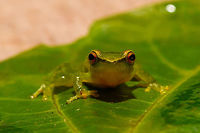 Small green frog - front, La Isla Escondida, Colombia Opening our 5th and final full day in La Isla Escondida. After 4 action packed intense days, we took things a bit slower on this day, but there's still plenty to report on. Our first finding in the morning was this small green frog with vibrant orange/red eyes. We captured it and put it on a leaf, and then on a glass plate to allow for an easy belly shot. Check out how the belly shot even shows the bone structure :)<br />
https://www.jungledragon.com/image/72801/small_green_frog_la_isla_escondida_colombia.html<br />
https://www.jungledragon.com/image/72803/small_green_frog_-_pose_la_isla_escondida_colombia.html<br />
https://www.jungledragon.com/image/72804/small_green_frog_-_pose_2_la_isla_escondida_colombia.html<br />
https://www.jungledragon.com/image/72802/small_green_frog_-_belly_shot_la_isla_escondida_colombia.html<br />
https://www.jungledragon.com/image/72806/small_green_frog_-_belly_shot_closeup_la_isla_escondida_colombia.html Colombia,Colombia 2018,Colombia South,La Isla Escondida,Putumayo,South America,World