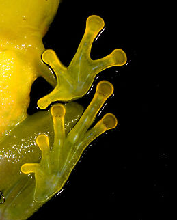 Small green frog - belly shot closeup, La Isla Escondida, Colombia Opening our 5th and final full day in La Isla Escondida. After 4 action packed intense days, we took things a bit slower on this day, but there's still plenty to report on. Our first finding in the morning was this small green frog with vibrant orange/red eyes. We captured it and put it on a leaf, and then on a glass plate to allow for an easy belly shot. Check out how the belly shot even shows the bone structure :)
https://www.jungledragon.com/image/72801/small_green_frog_la_isla_escondida_colombia.html
https://www.jungledragon.com/image/72803/small_green_frog_-_pose_la_isla_escondida_colombia.html
https://www.jungledragon.com/image/72804/small_green_frog_-_pose_2_la_isla_escondida_colombia.html
https://www.jungledragon.com/image/72805/small_green_frog_-_front_la_isla_escondida_colombia.html
https://www.jungledragon.com/image/72802/small_green_frog_-_belly_shot_la_isla_escondida_colombia.html Colombia,Colombia 2018,Colombia South,La Isla Escondida,Putumayo,South America,World