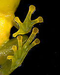 Small green frog - belly shot closeup, La Isla Escondida, Colombia Opening our 5th and final full day in La Isla Escondida. After 4 action packed intense days, we took things a bit slower on this day, but there's still plenty to report on. Our first finding in the morning was this small green frog with vibrant orange/red eyes. We captured it and put it on a leaf, and then on a glass plate to allow for an easy belly shot. Check out how the belly shot even shows the bone structure :)<br />
https://www.jungledragon.com/image/72801/small_green_frog_la_isla_escondida_colombia.html<br />
https://www.jungledragon.com/image/72803/small_green_frog_-_pose_la_isla_escondida_colombia.html<br />
https://www.jungledragon.com/image/72804/small_green_frog_-_pose_2_la_isla_escondida_colombia.html<br />
https://www.jungledragon.com/image/72805/small_green_frog_-_front_la_isla_escondida_colombia.html<br />
https://www.jungledragon.com/image/72802/small_green_frog_-_belly_shot_la_isla_escondida_colombia.html Colombia,Colombia 2018,Colombia South,La Isla Escondida,Putumayo,South America,World