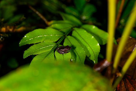 Tiny dark rainfrog, La Isla Escondida, Colombia Probably Pristimantis sp. Showing both a normal shot and a closeup to illustrate how macro is no luxury in this case.
https://www.jungledragon.com/image/72808/tiny_dark_rainfrog_-_closeup_la_isla_escondida_colombia.html Colombia,Colombia 2018,Colombia South,Fall,Geotagged,La Isla Escondida,Putumayo,South America,World