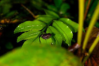 Tiny dark rainfrog, La Isla Escondida, Colombia Probably Pristimantis sp. Showing both a normal shot and a closeup to illustrate how macro is no luxury in this case.<br />
https://www.jungledragon.com/image/72808/tiny_dark_rainfrog_-_closeup_la_isla_escondida_colombia.html Colombia,Colombia 2018,Colombia South,Fall,Geotagged,La Isla Escondida,Putumayo,South America,World