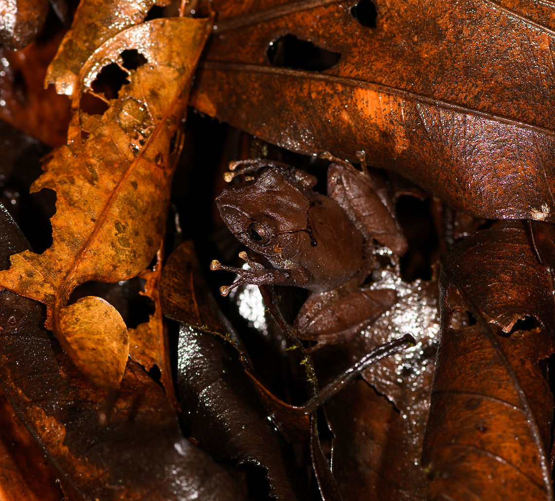 Tiny dark rainfrog - closeup, La Isla Escondida, Colombia Probably Pristimantis sp. Showing both a normal shot and a closeup to illustrate how macro is no luxury in this case.<br />
<figure class="photo"><a href="https://www.jungledragon.com/image/72807/tiny_dark_rainfrog_la_isla_escondida_colombia.html" title="Tiny dark rainfrog, La Isla Escondida, Colombia"><img src="https://s3.amazonaws.com/media.jungledragon.com/images/2/72807_thumb.jpg?AWSAccessKeyId=05GMT0V3GWVNE7GGM1R2&Expires=1763596810&Signature=KZprQOmo9PWjUMNYONnuT5Jub0A%3D" width="200" height="134" alt="Tiny dark rainfrog, La Isla Escondida, Colombia Probably Pristimantis sp. Showing both a normal shot and a closeup to illustrate how macro is no luxury in this case.<br />
https://www.jungledragon.com/image/72808/tiny_dark_rainfrog_-_closeup_la_isla_escondida_colombia.html Colombia,Colombia 2018,Colombia South,Fall,Geotagged,La Isla Escondida,Putumayo,South America,World" /></a></figure> Colombia,Colombia 2018,Colombia South,La Isla Escondida,Putumayo,South America,World