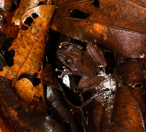 Tiny dark rainfrog - closeup, La Isla Escondida, Colombia Probably Pristimantis sp. Showing both a normal shot and a closeup to illustrate how macro is no luxury in this case.
https://www.jungledragon.com/image/72807/tiny_dark_rainfrog_la_isla_escondida_colombia.html Colombia,Colombia 2018,Colombia South,La Isla Escondida,Putumayo,South America,World