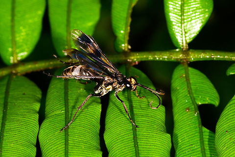 Metallic wasp, La Isla Escondida, Colombia Or so I assume it is a wasp. It has a beautiful reflective abdomen that appears as both silver and gold. The antennae end in a strong curve.  Colombia,Colombia 2018,Colombia South,La Isla Escondida,Putumayo,South America,World