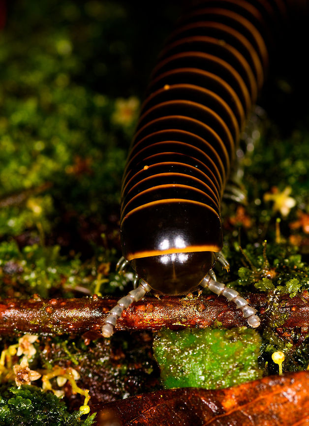Large yellow millipede, La Isla Escondida, Colombia Across our stay in La Isla Escondida, we saw these large yellow-black banded millipedes a few hundred times, they are omnipresent. Here&acute;s a front shot of one of them. Earlier observation:<br />
<figure class="photo"><a href="https://www.jungledragon.com/image/70897/thich_black_and_yellow_banded_millipede_-_closeup_la_isla_escondida_colombia.html" title="Thich black and yellow banded millipede - closeup, La Isla Escondida, Colombia"><img src="https://s3.amazonaws.com/media.jungledragon.com/images/2/70897_thumb.jpg?AWSAccessKeyId=05GMT0V3GWVNE7GGM1R2&Expires=1770854410&Signature=E95bdV8dIdSHDofc2Y1pOtGq25Q%3D" width="200" height="200" alt="Thich black and yellow banded millipede - closeup, La Isla Escondida, Colombia https://www.jungledragon.com/image/70896/thich_black_and_yellow_banded_millipede_la_isla_escondida_colombia.html Colombia,Colombia 2018,Colombia South,Fall,Geotagged,La Isla Escondida,Putumayo,South America,World" /></a></figure> Colombia,Colombia 2018,Colombia South,Fall,Geotagged,La Isla Escondida,Putumayo,South America,World