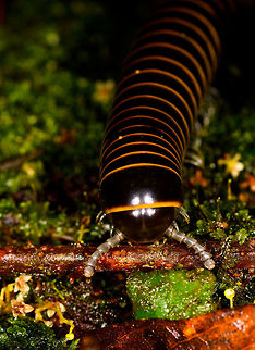 Large yellow millipede, La Isla Escondida, Colombia Across our stay in La Isla Escondida, we saw these large yellow-black banded millipedes a few hundred times, they are omnipresent. Here&acute;s a front shot of one of them. Earlier observation:
https://www.jungledragon.com/image/70897/thich_black_and_yellow_banded_millipede_-_closeup_la_isla_escondida_colombia.html Colombia,Colombia 2018,Colombia South,Fall,Geotagged,La Isla Escondida,Putumayo,South America,World