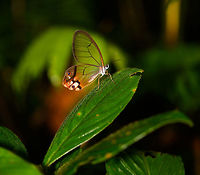 Amber phantom, La Isla Escondida, Colombia Colombia isn't just a paradise for birding and herping, it's also a hotspot for butterflies with 1,600 species known. Jungles, however, do not easily reveal them. Many of the cryptic species hide in the undergrowth. They don't come out much or not visibly so, and may only do so in ideal conditions. If you'd like to maximize productivity for butterfly photography, wide open sunny spots are a better choice.<br />
<br />
La Isla Escondida has 5 main tracks allowing you to navigate its gorgeous primary forest, 4 out of 5 tracks are narrow and do not allow much daylight to hit the ground. Even though surely the butterflies are there, you will not easily find them and when you do, they won't settle down. During rainy weather, which is all too common, you may see none at all.<br />
<br />
On this day I intentionally lagged behind the rest of the group to try and capture some. Which is pretty time consuming, but at times worth it. Such as this stunning Amber Phantom butterfly, which I chased around for a good 15 minutes. It's a true jungle butterfly. It is elusive, only to be found locally in deep, shady parts of the rain forest. Its life cycle is cryptic, or better said, unknown. Colombia,Colombia 2018,Colombia South,Fall,Geotagged,Haetera piera,La Isla Escondida,Putumayo,South America,World