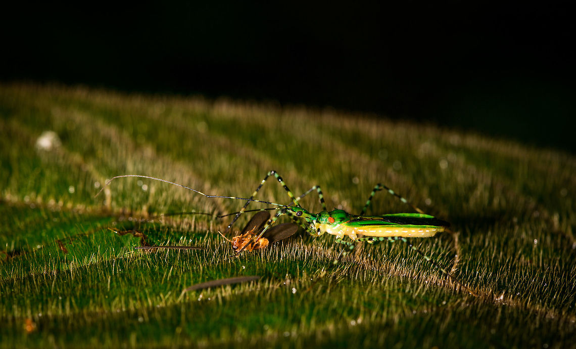 Banded Assassin Bug, La Isla Escondida, Colombia A peculiar looking assassin bug feeding on fresh prey, some small fly with oversized wings. The assassin bug is green/yellow, legs are strongly black banded. Antennae are as long as the body. Colombia,Colombia 2018,Colombia South,La Isla Escondida,Putumayo,South America,World