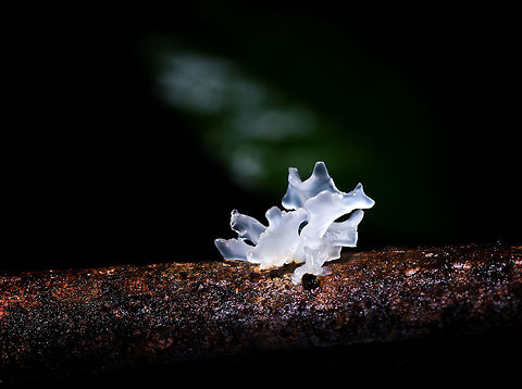 White Jelly Fungus, La Isla Escondida, Colombia Some creative lighting on a tiny blob found on a tree. Possibly Dacrymycetes? This one didn't really have any color. Colombia,Colombia 2018,Colombia South,La Isla Escondida,Putumayo,Snow Fungus,South America,Tremella fuciformis,World